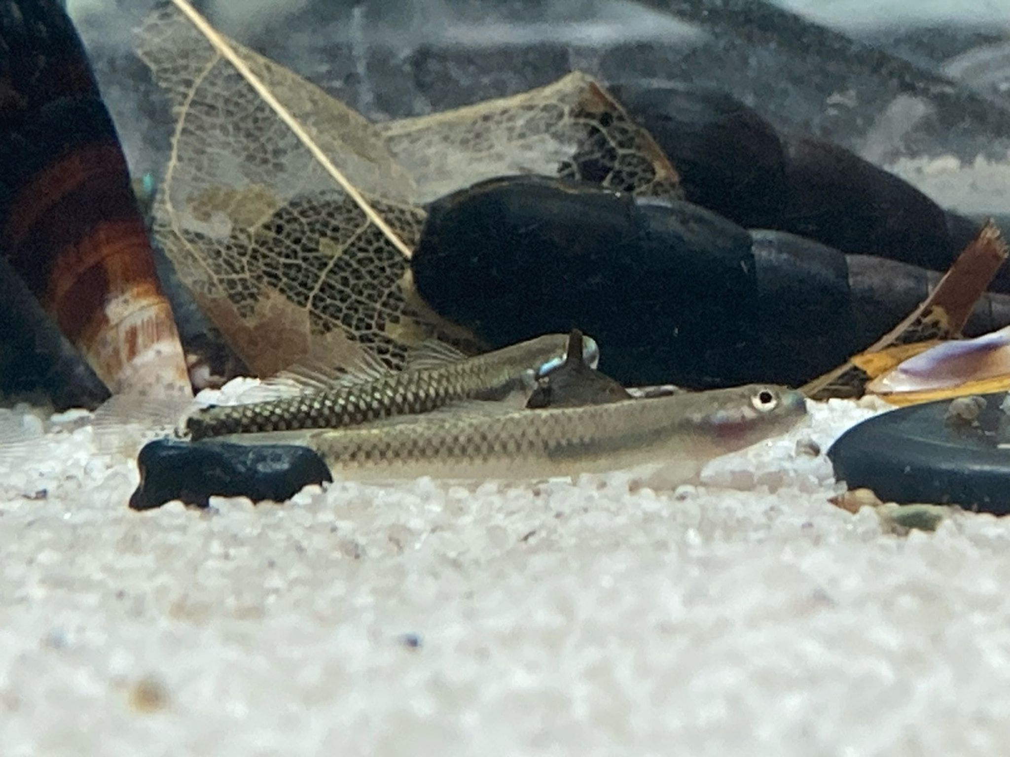 Electric Blue Neon Stiphodon Goby - Stiphodon atropurpurensis