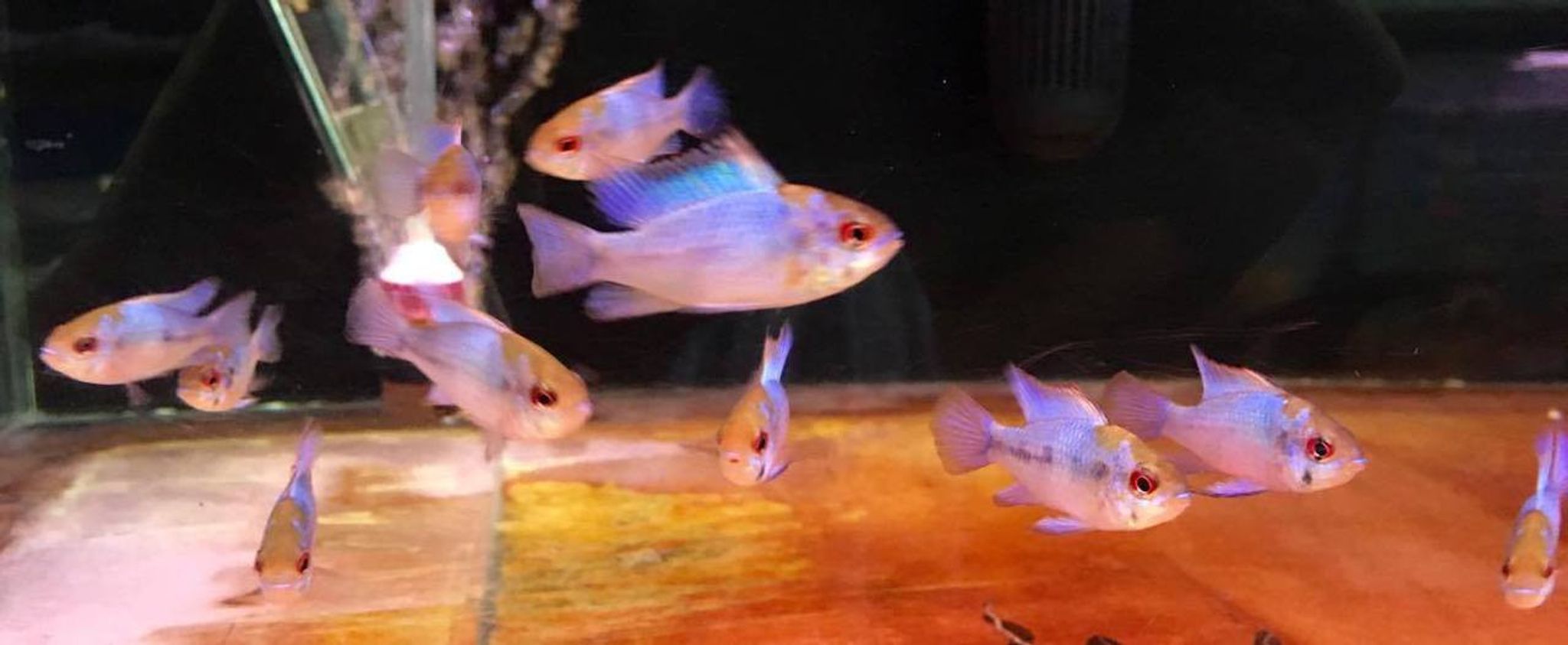 Electric Blue Ram