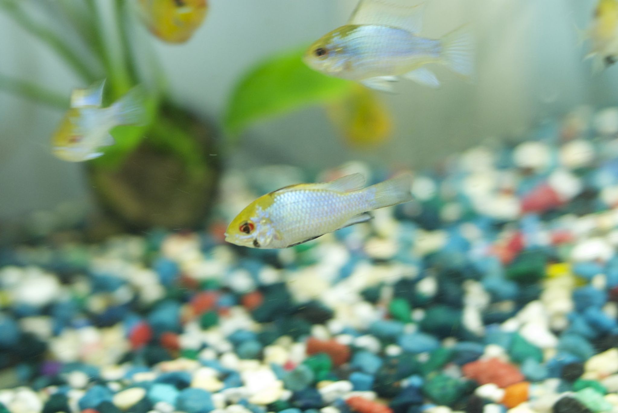 Electric Blue Ram