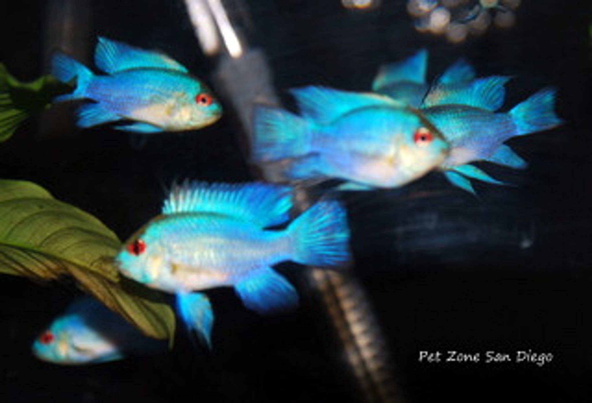Electric Blue Ram