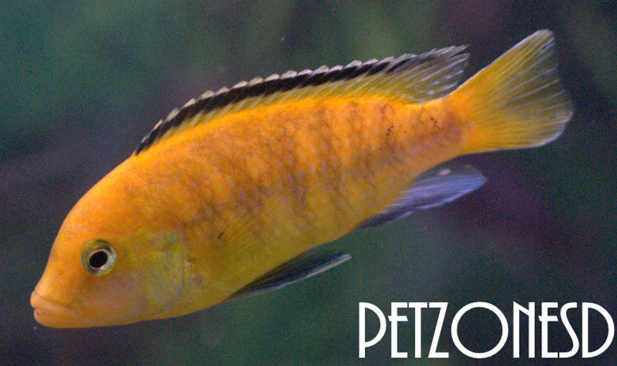 Electric Yellow Lab Cichlid - Large