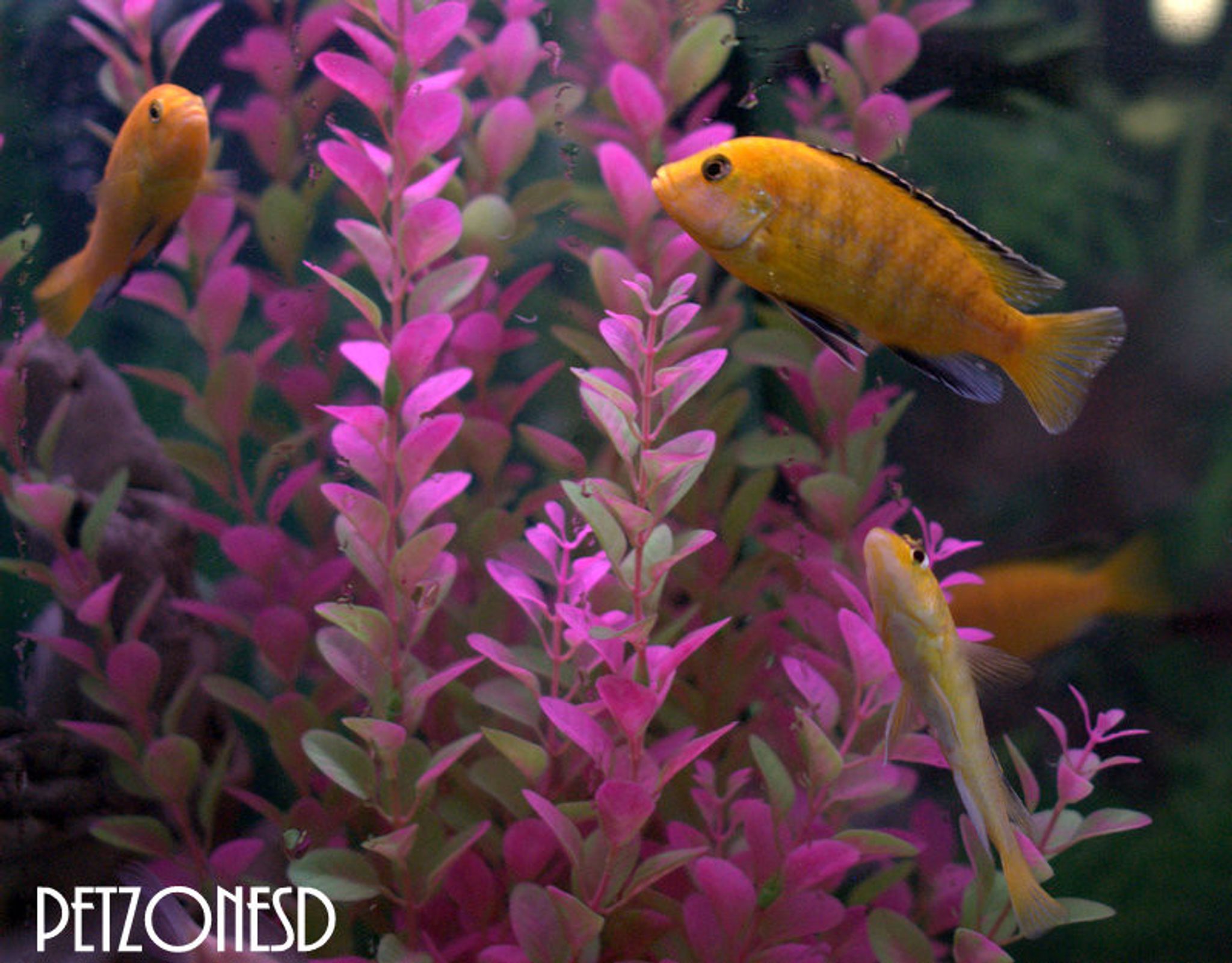 Electric Yellow Lab Cichlid - Large