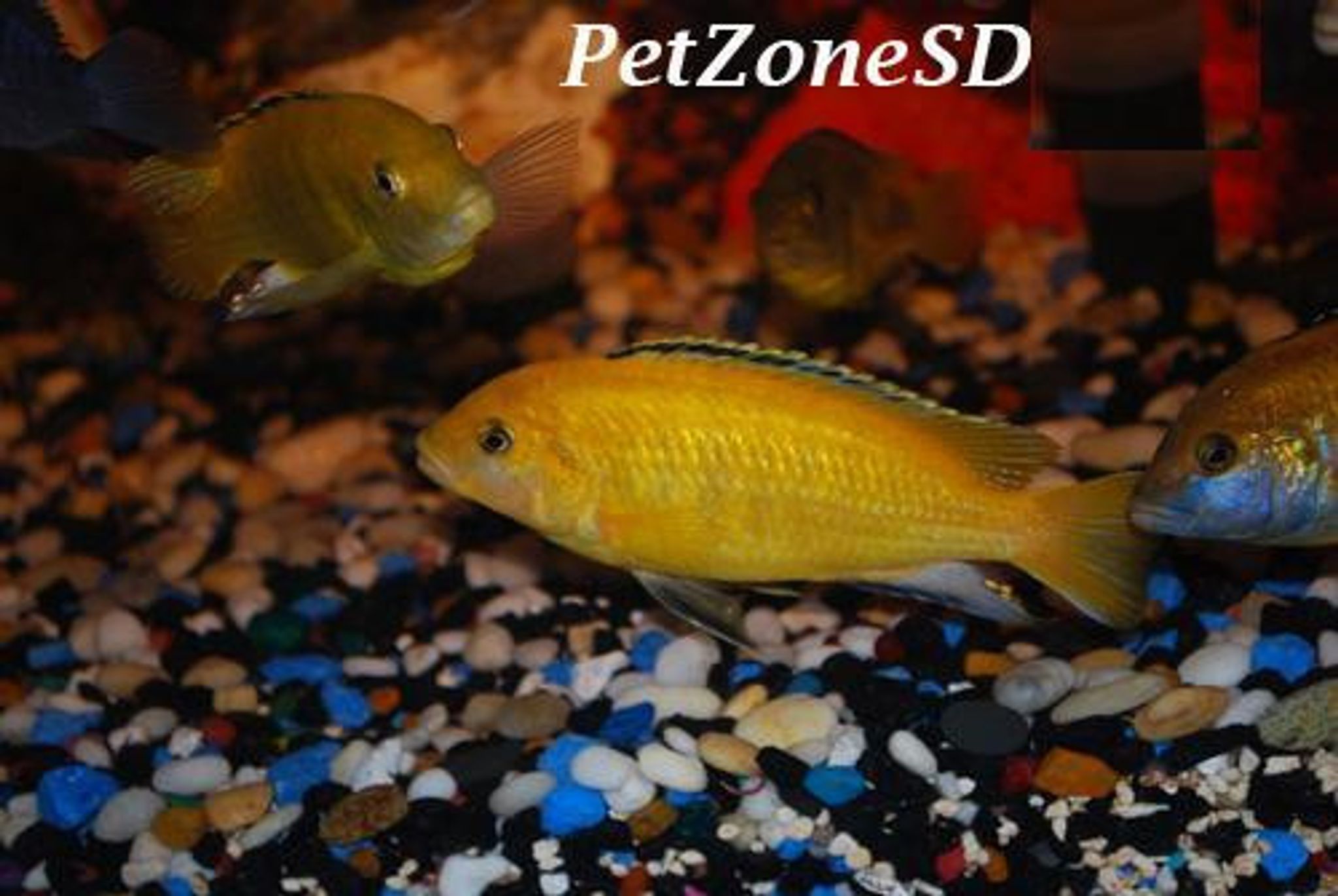 Electric Yellow Lab Cichlid - Large