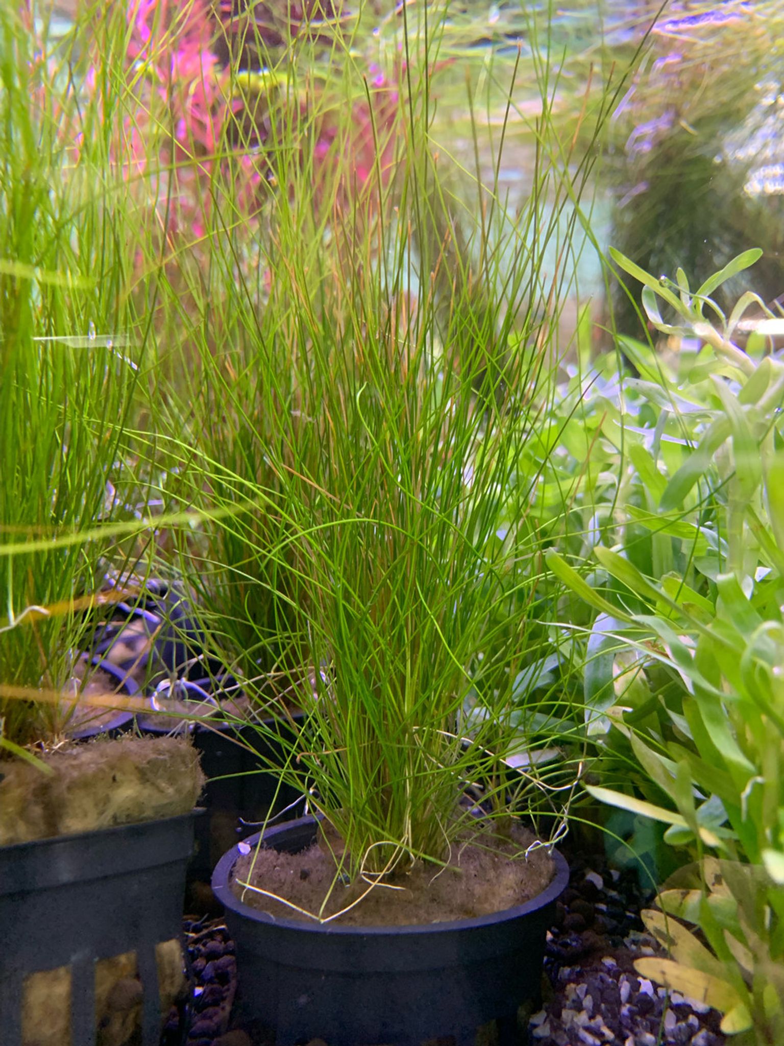 Eleocharis Acicularis "Mini Dwarf Hairgrass" Potted