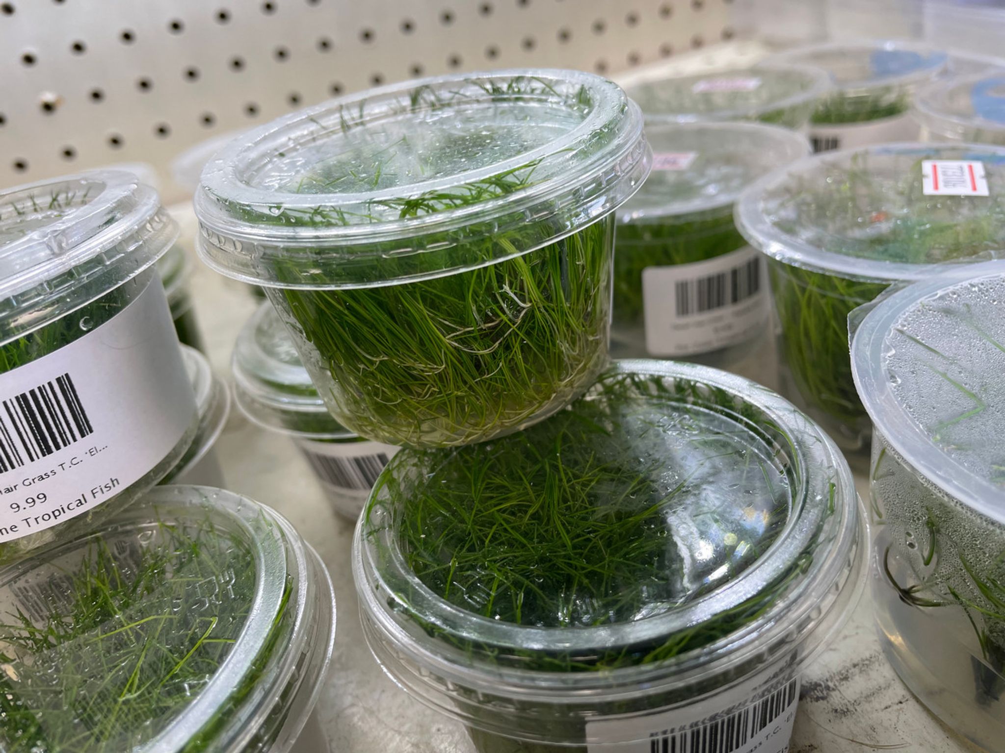 Eleocharis Acicularis Tissue Culture