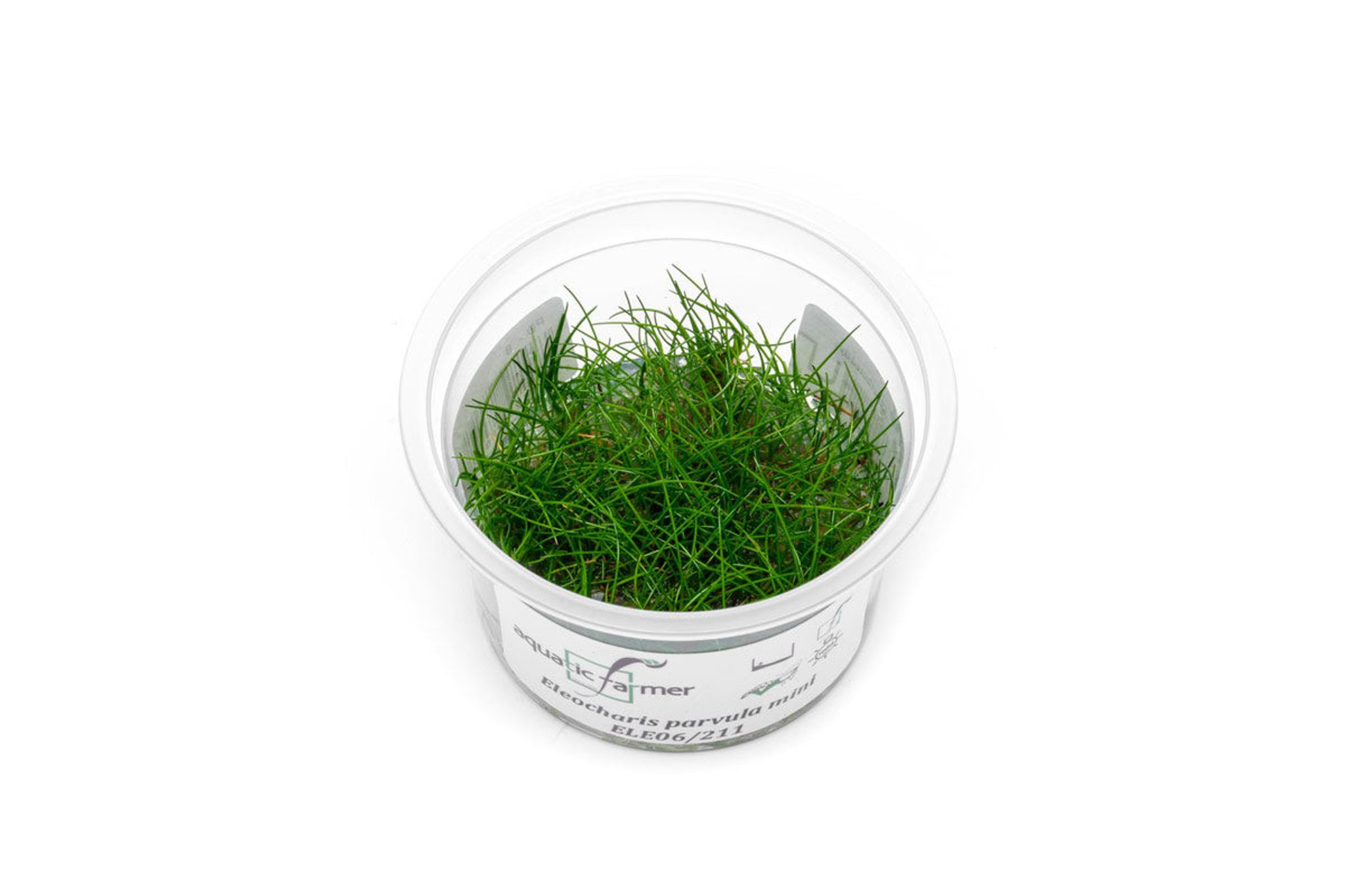 Eleocharis Parvulus Mini (Dwarf Hair Grass) UNS Tissue Culture