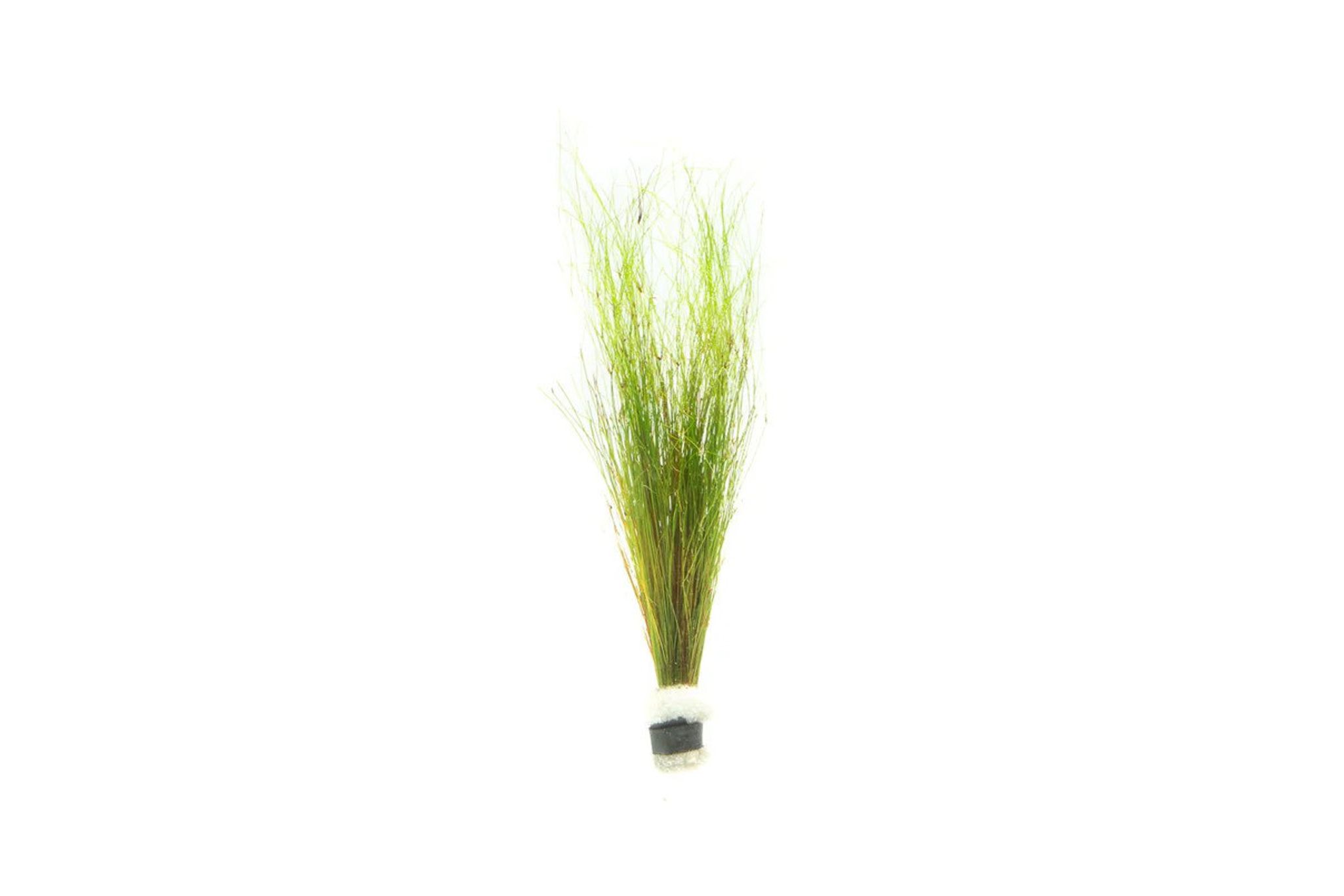 Eleocharis Vivipara (Umbrella Hair grass) Lead Bunch