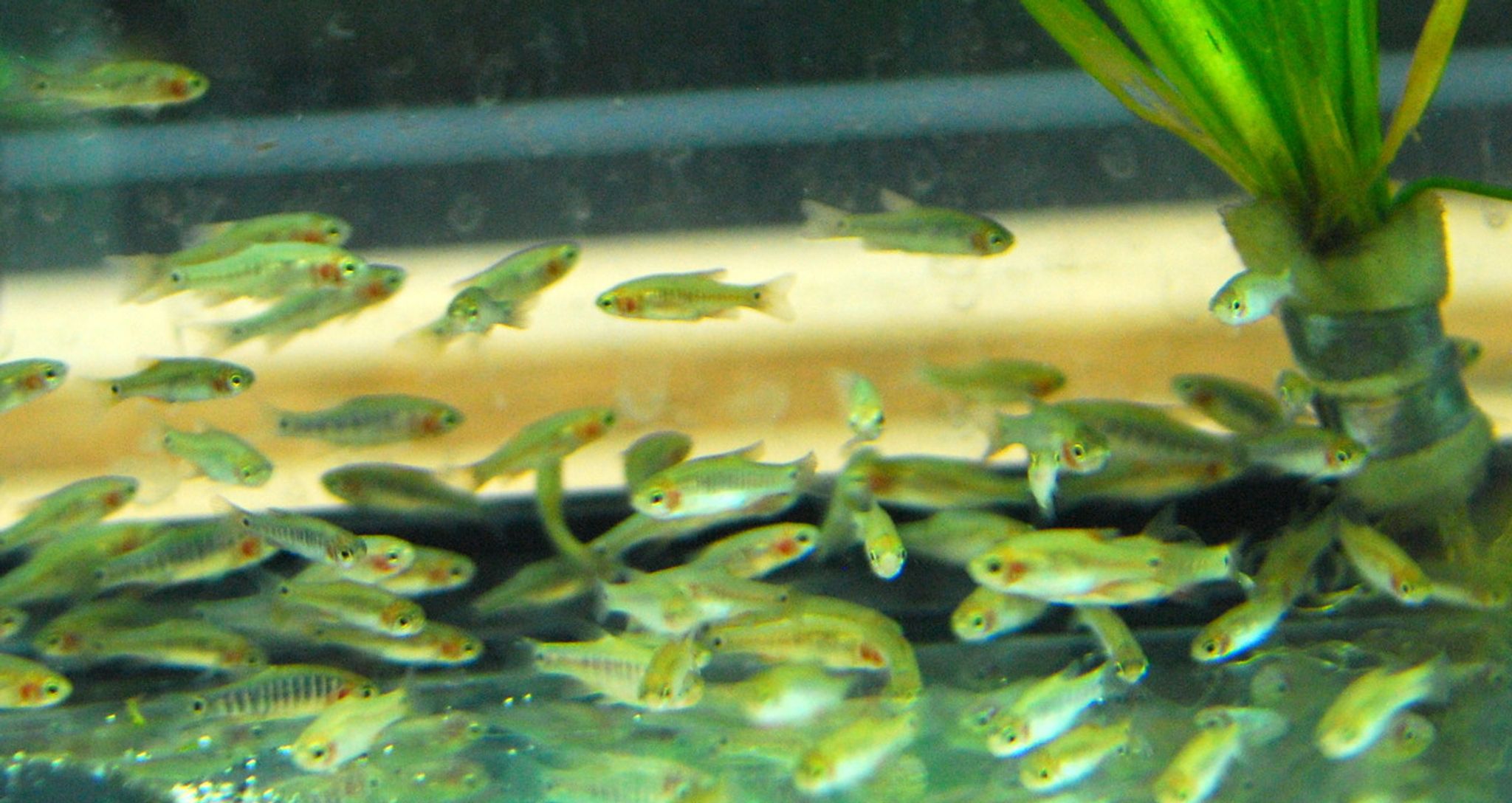Emerald Dwarf Rasbora