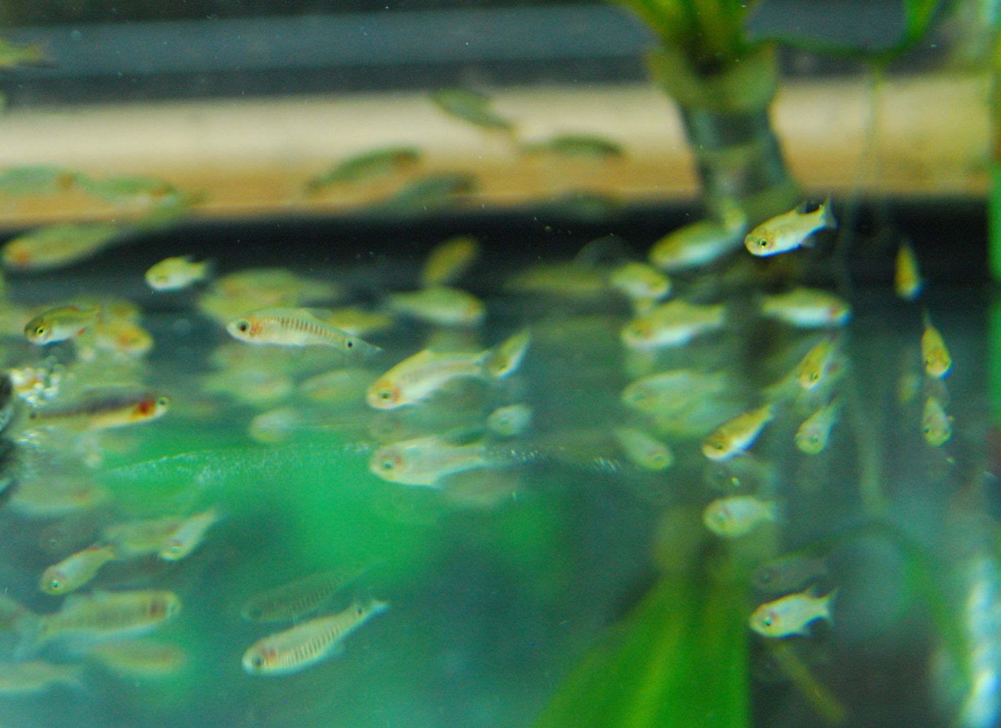 Emerald Dwarf Rasbora