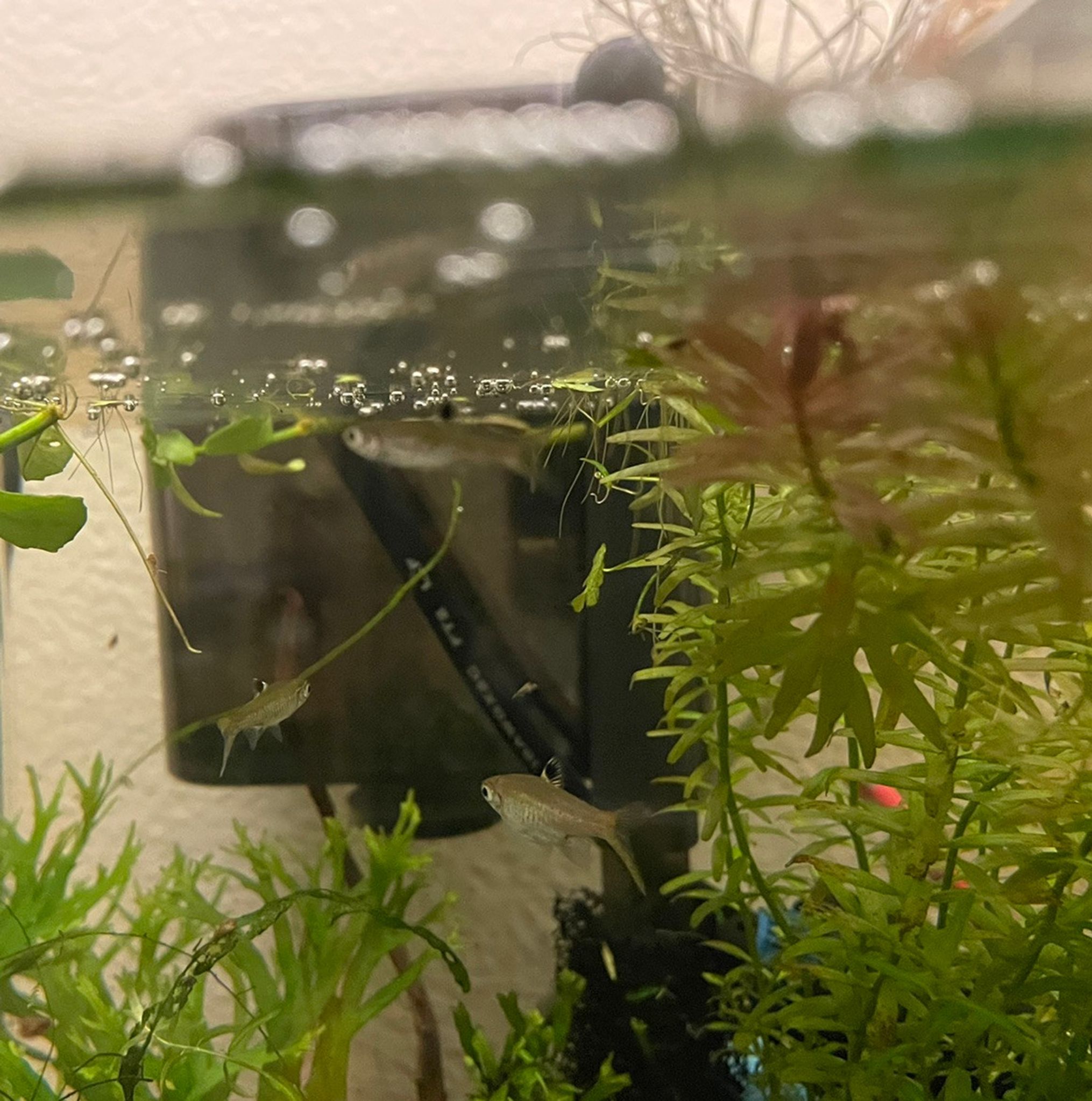 Emerald Eye Rasbora