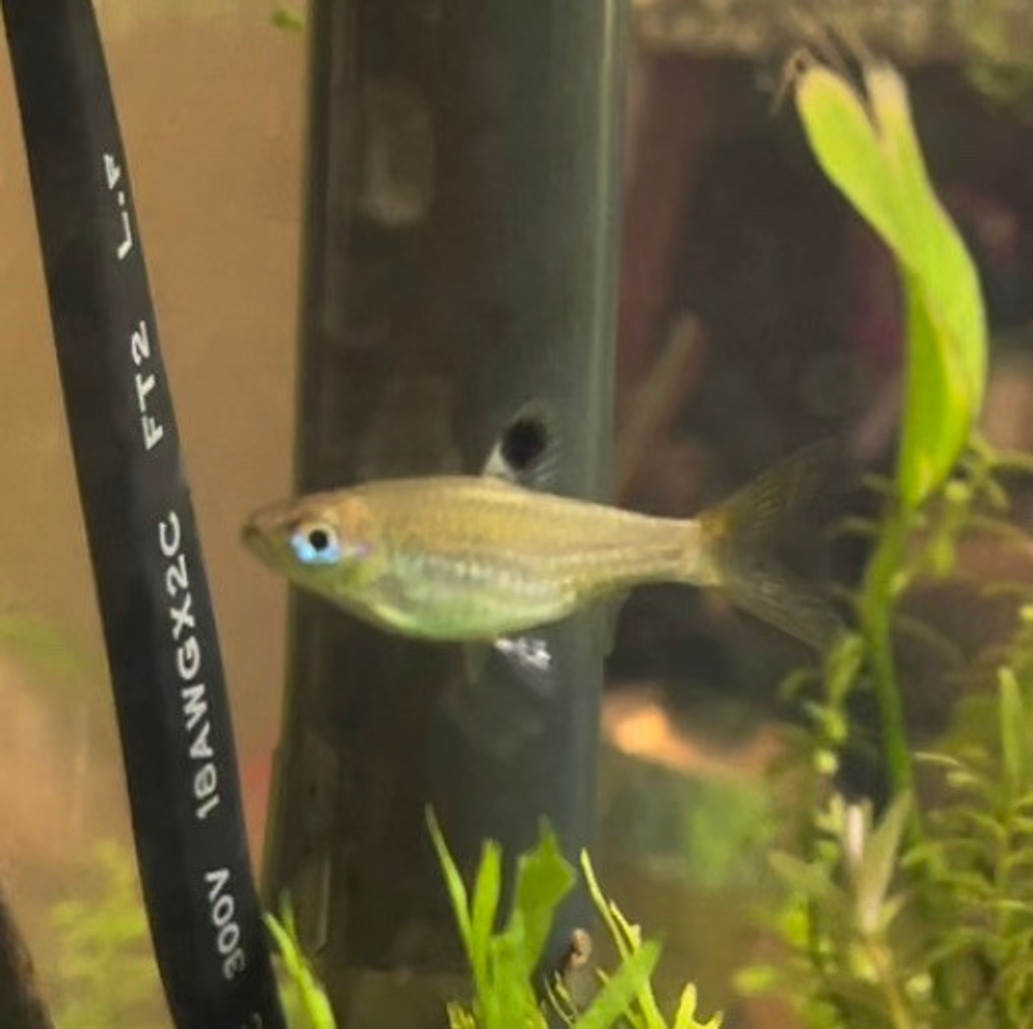Emerald Eye Rasbora