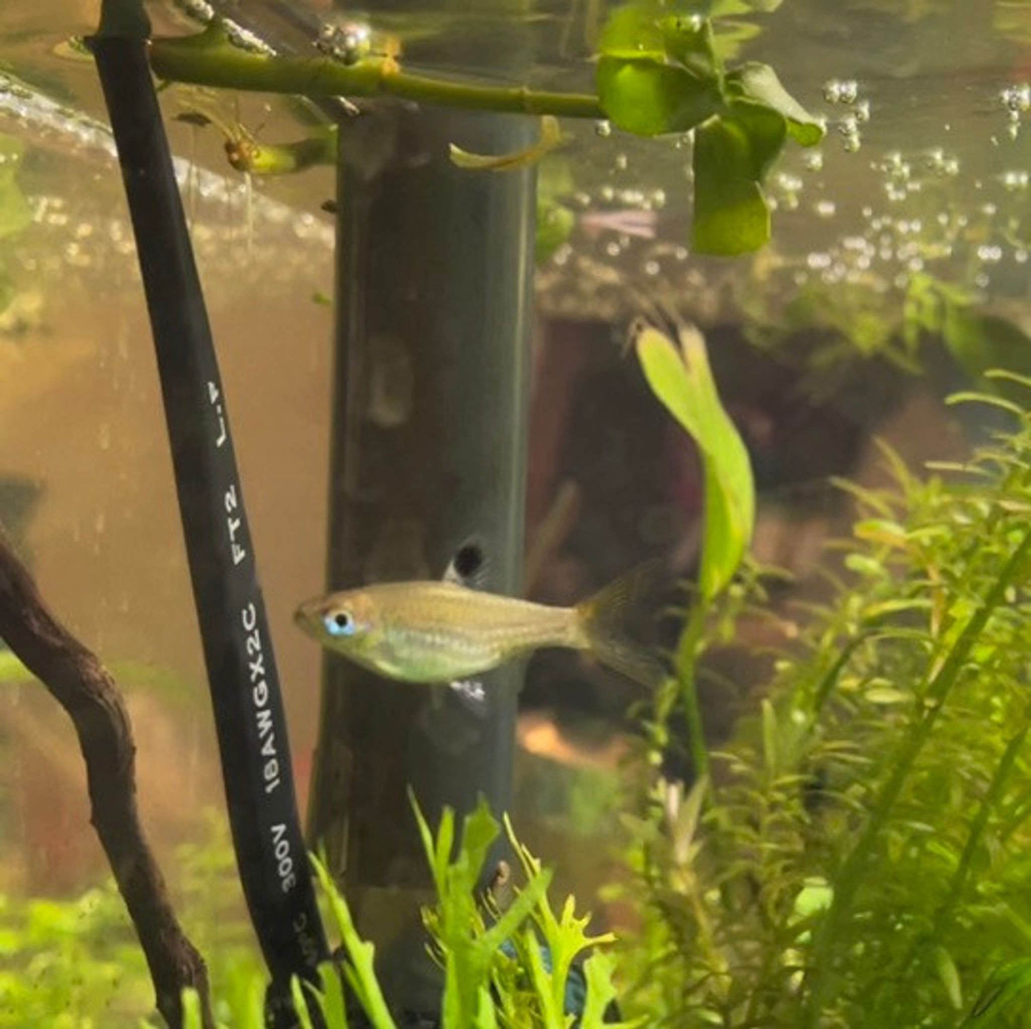 Emerald Eye Rasbora