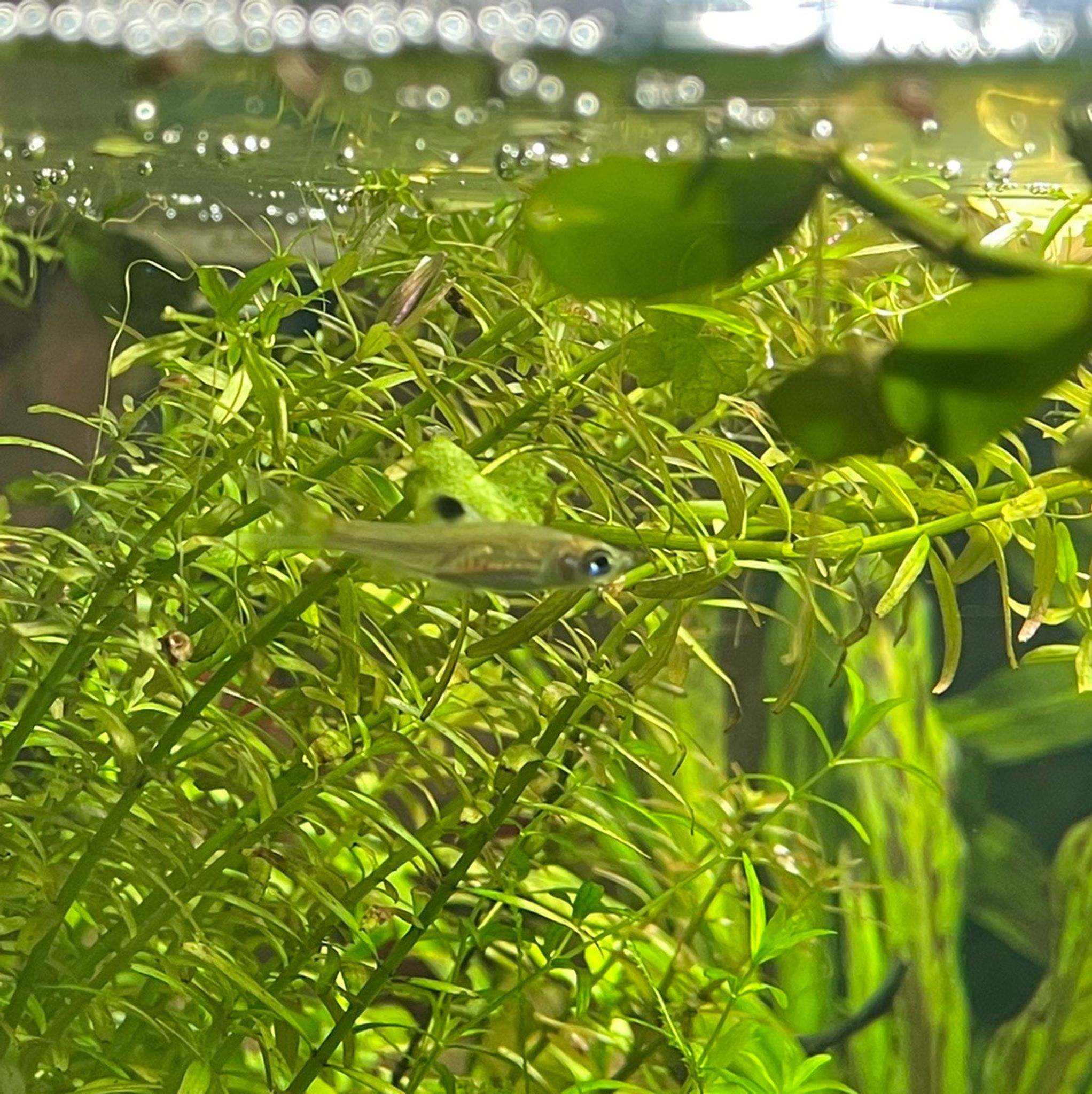 Emerald Eye Rasbora