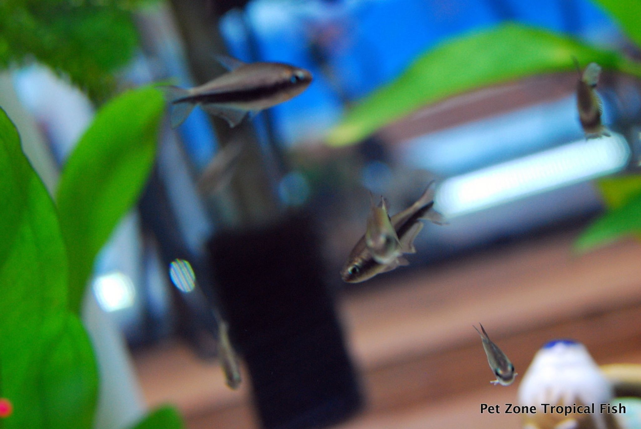 Emperor Tetra