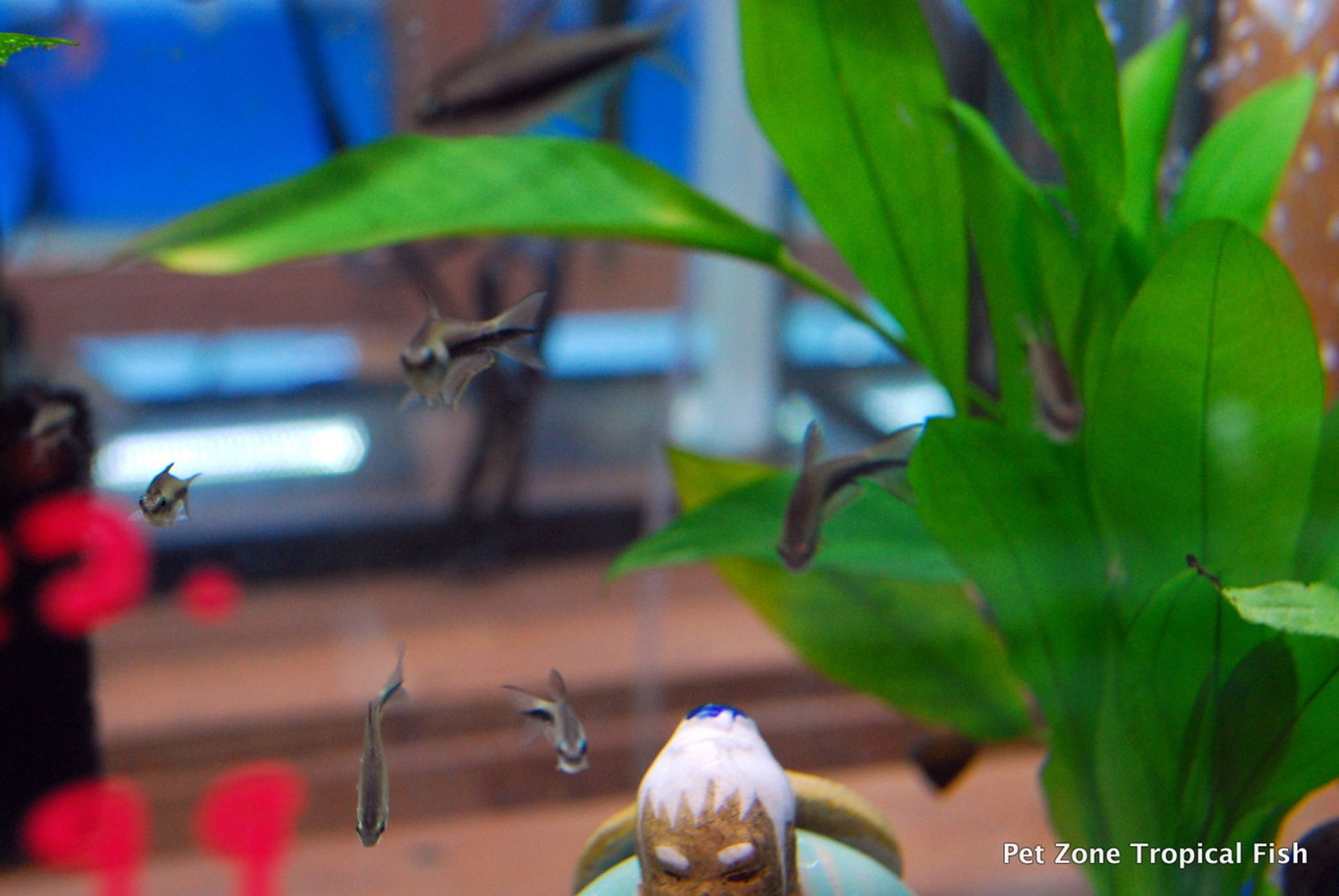 Emperor Tetra