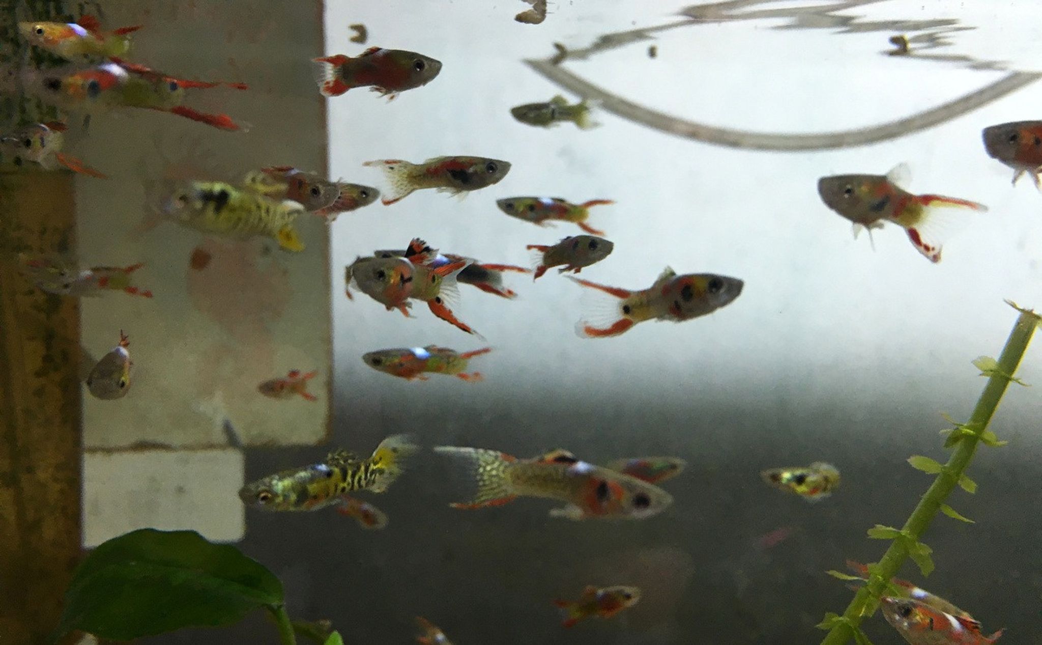 Endler's Livebearer / Guppy