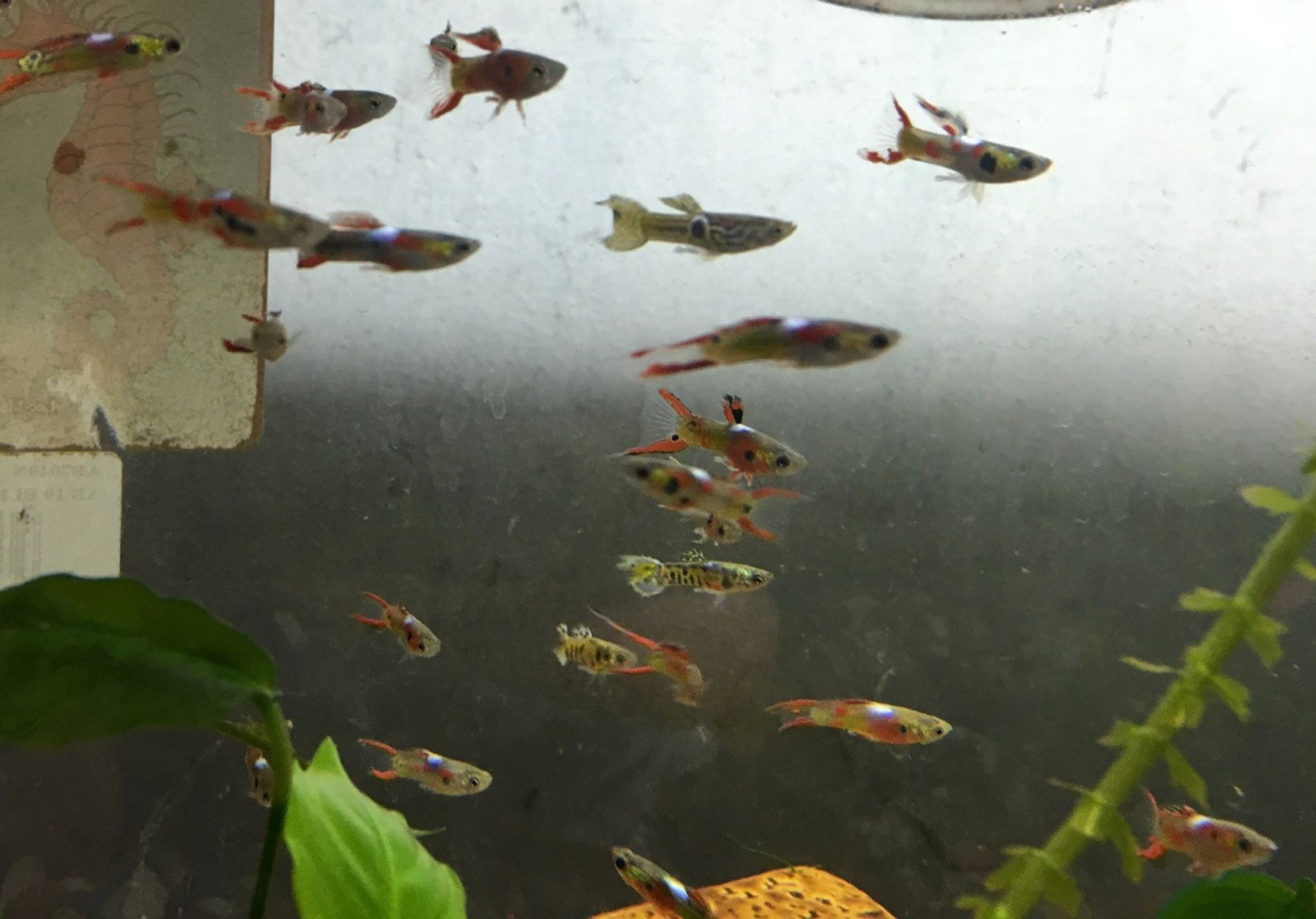 Endler's Livebearer / Guppy