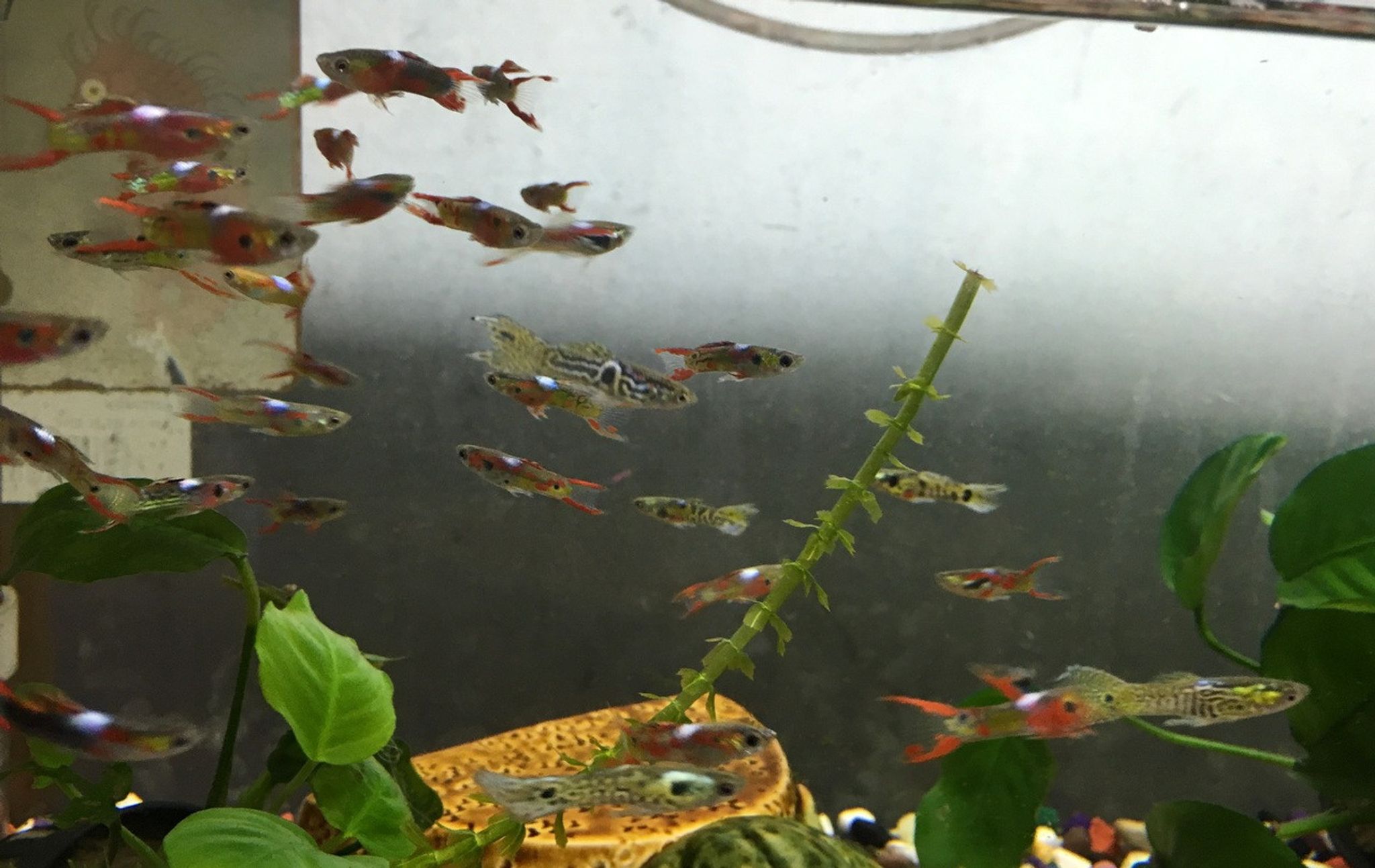 Endler's Livebearer / Guppy