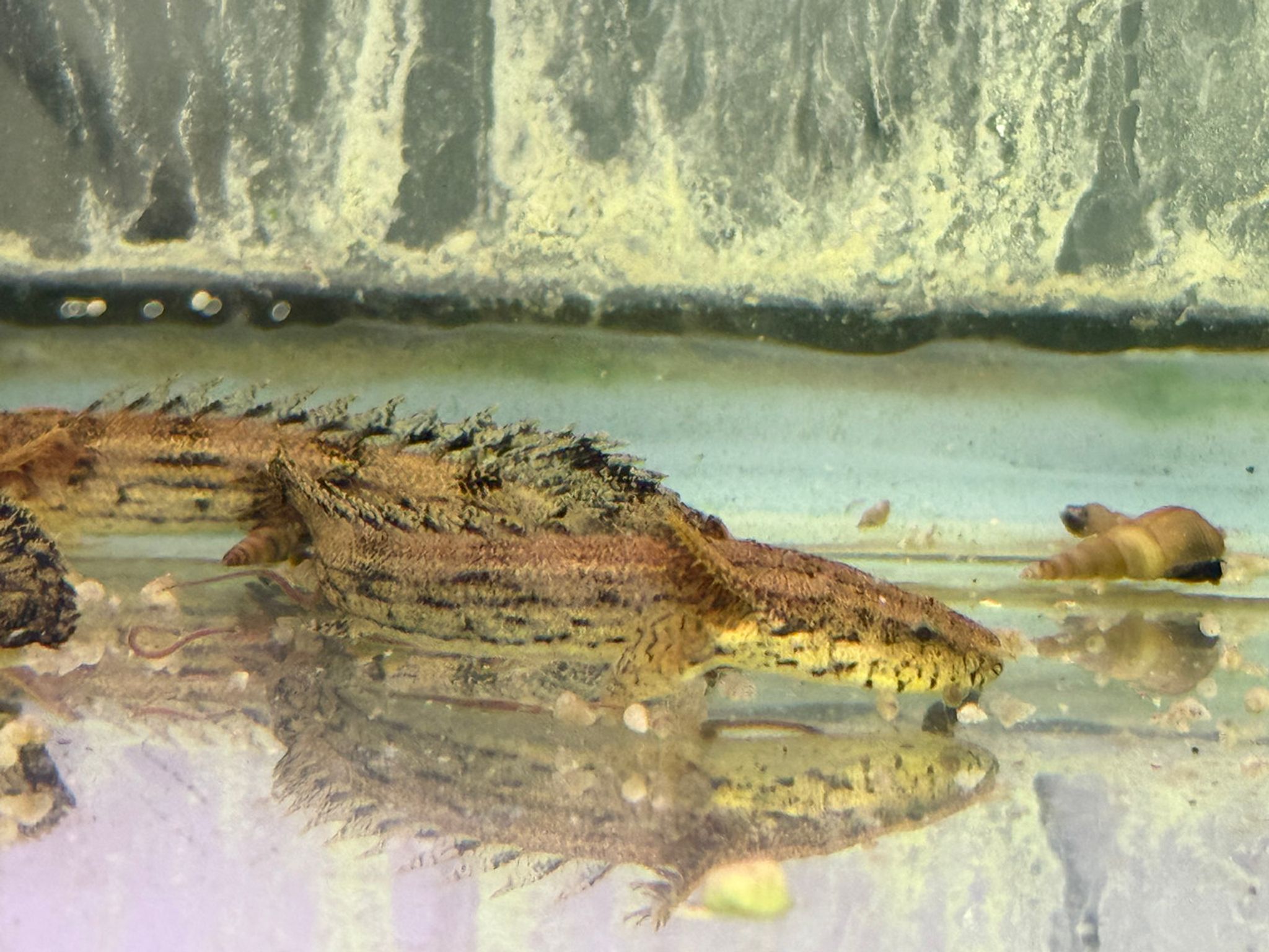 Endlicheri Bichir Small