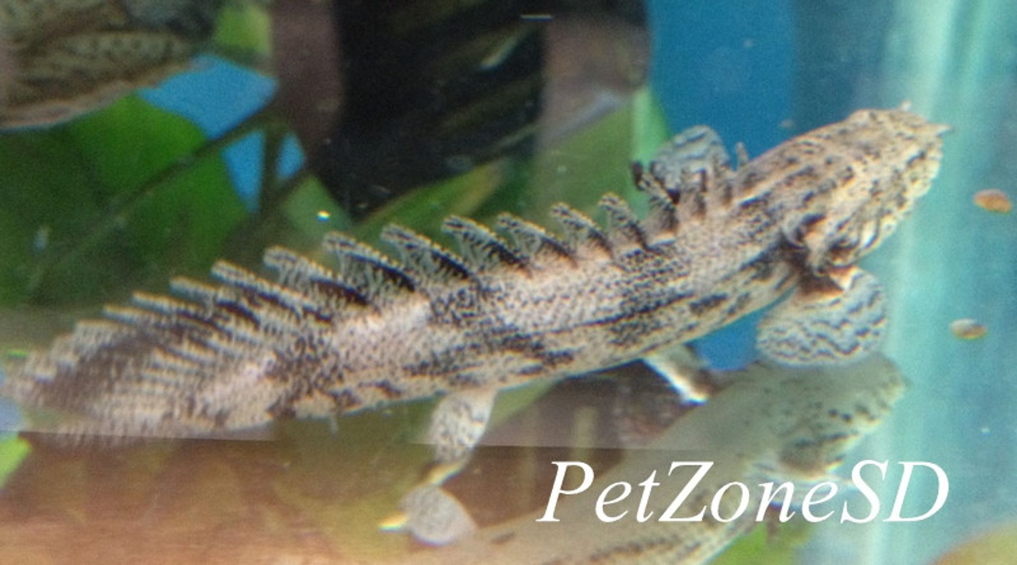 Endlicheri Bichir