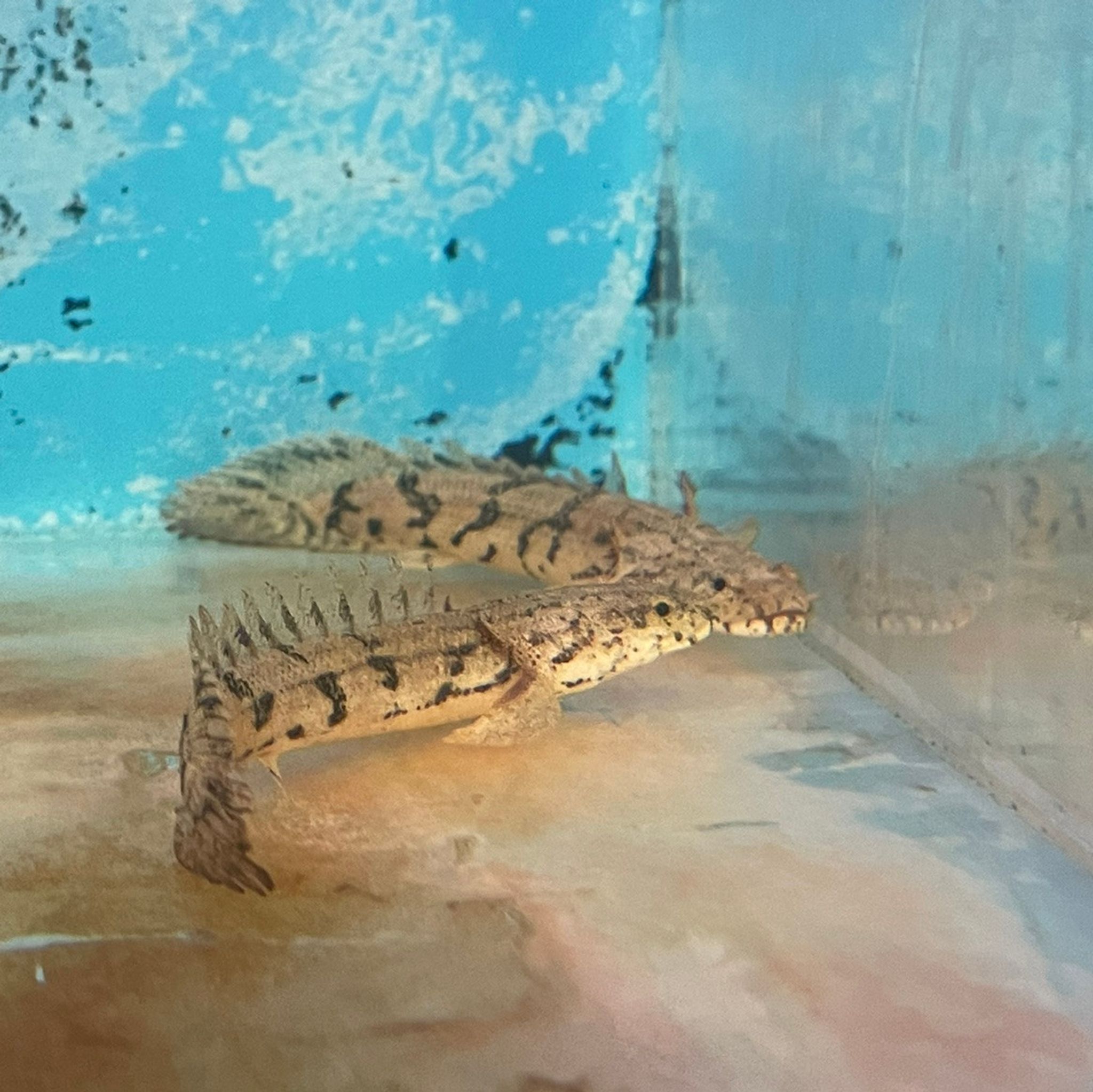Endlicheri Bichir