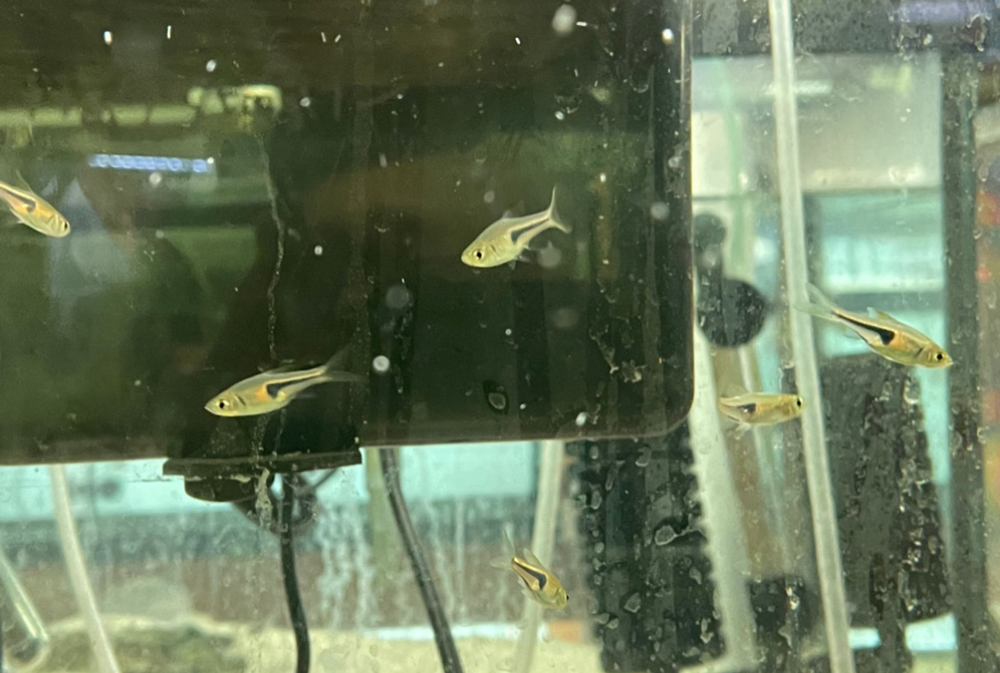 Espei Rasbora