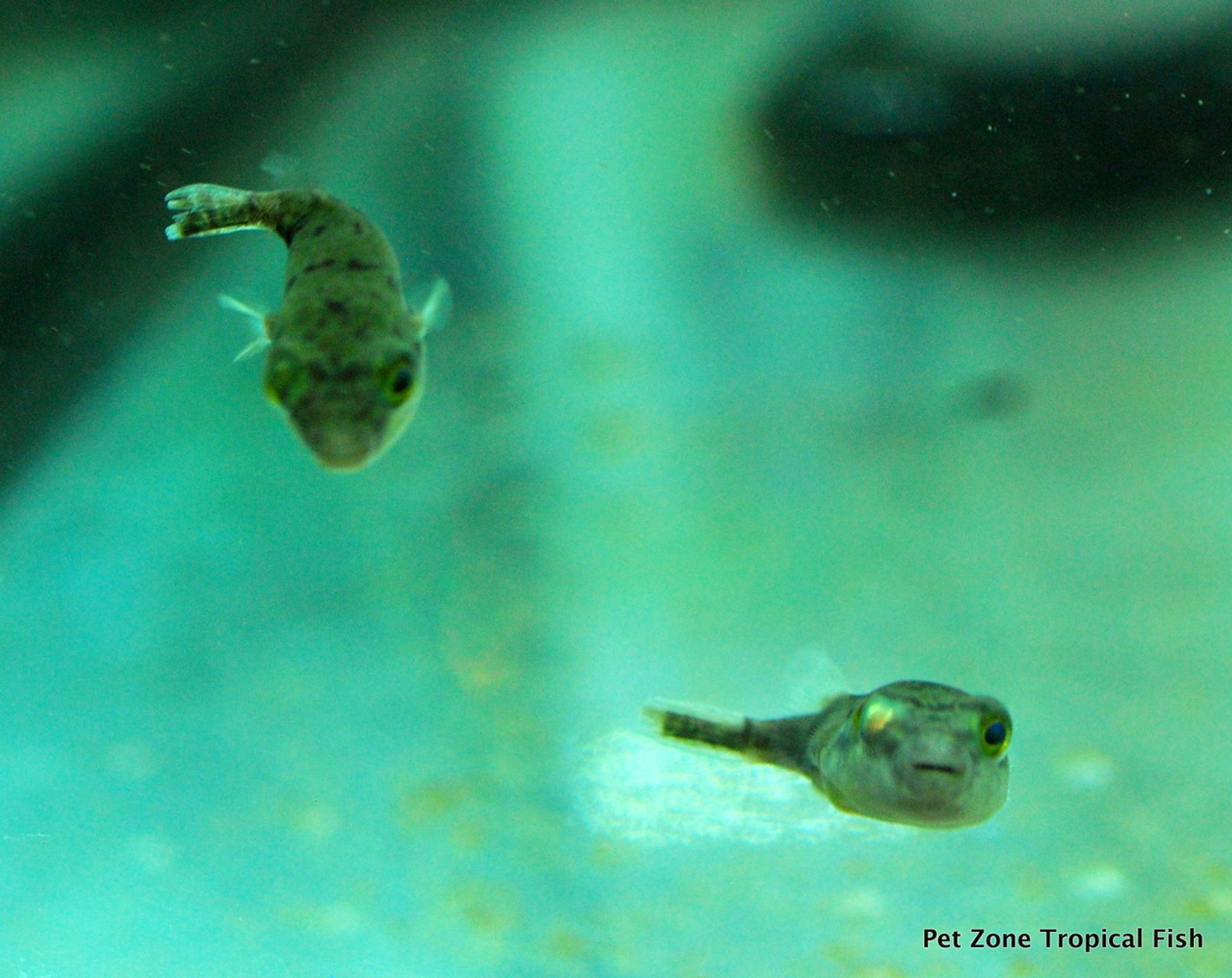 Fahaka Puffer, Small
