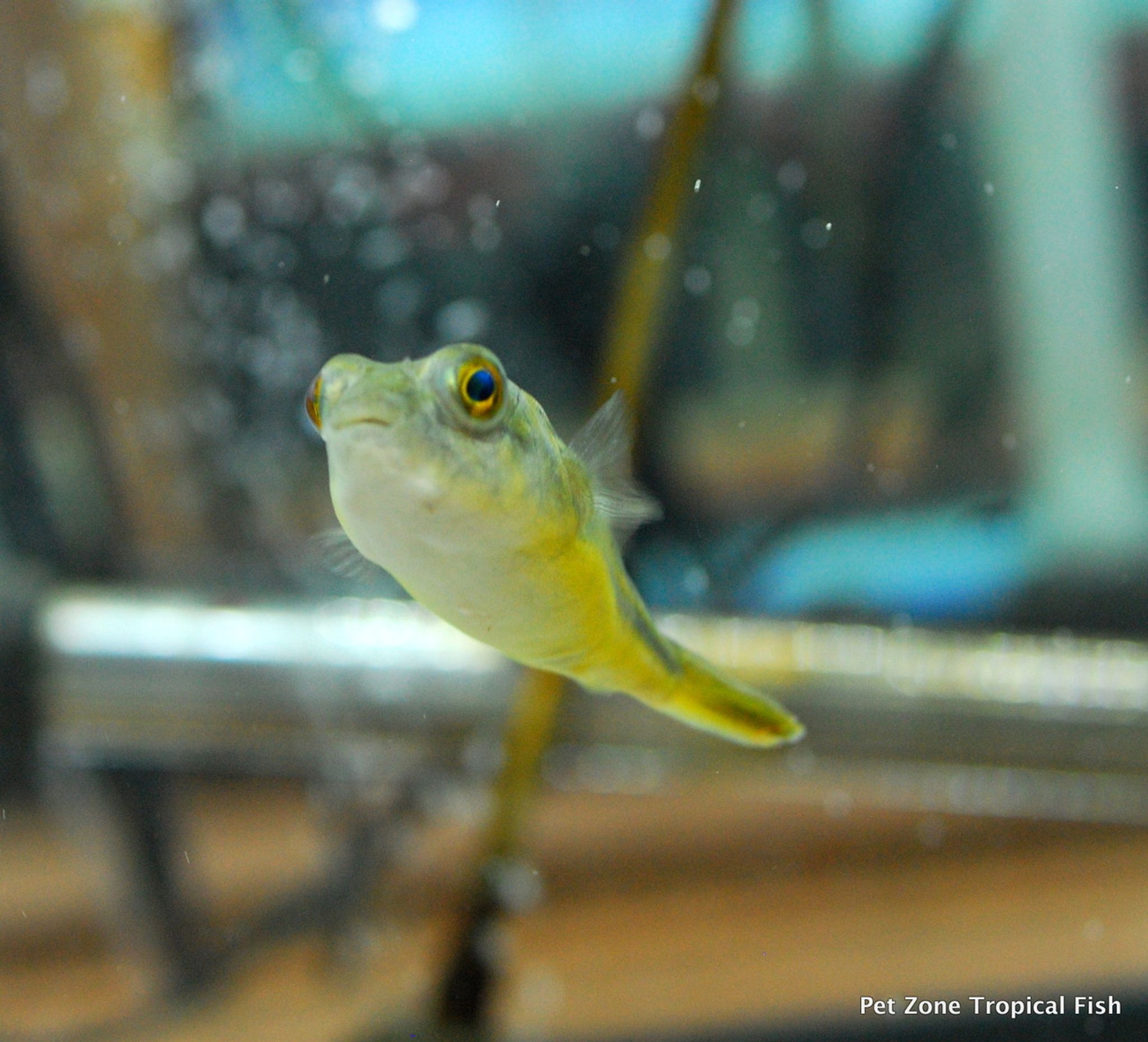 Fahaka Puffer, Small
