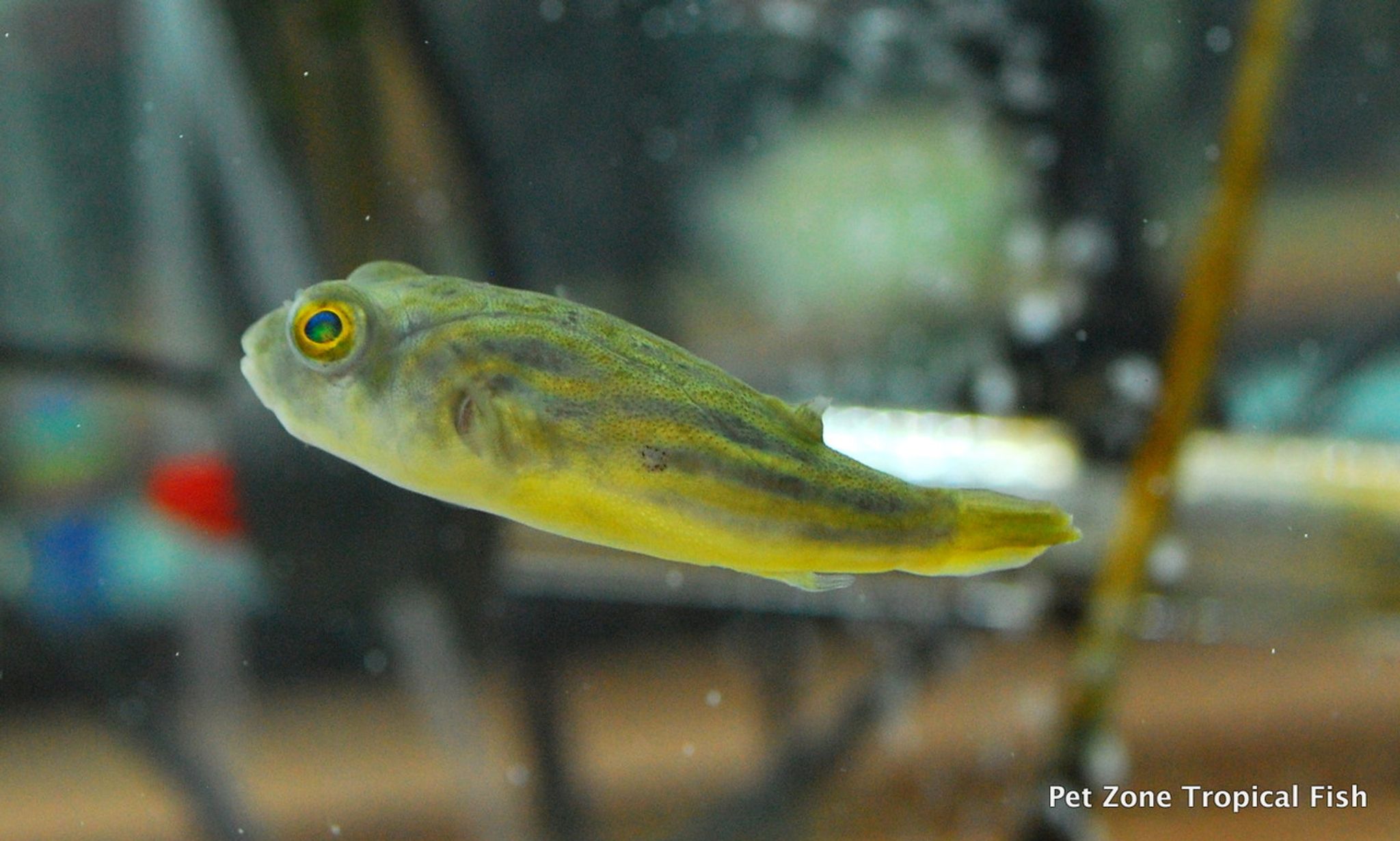Fahaka Puffer, Small