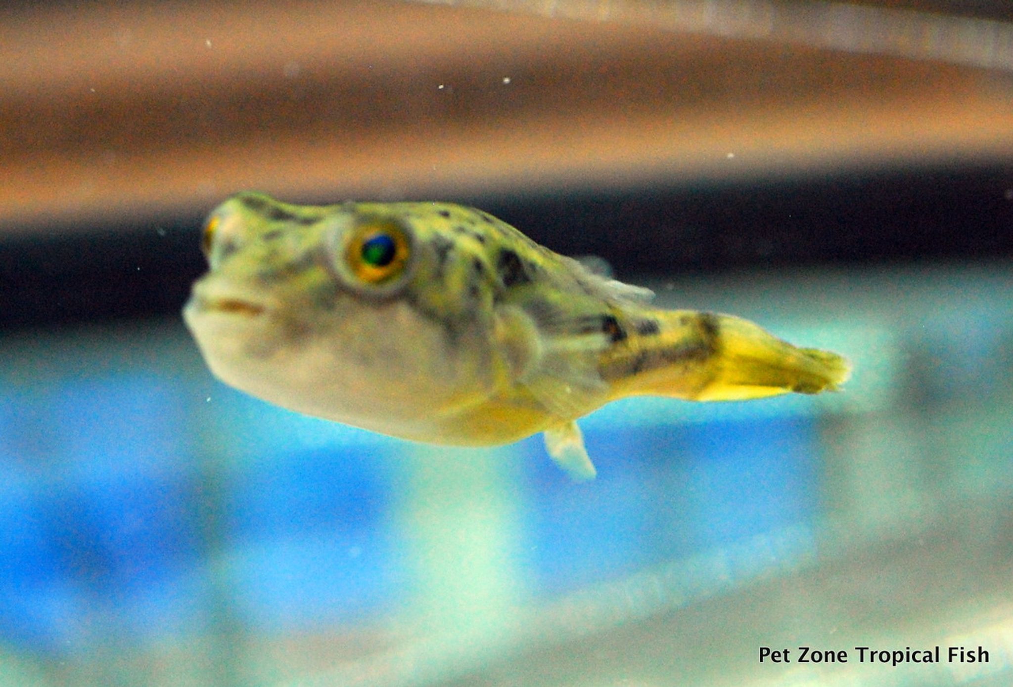 Fahaka Puffer