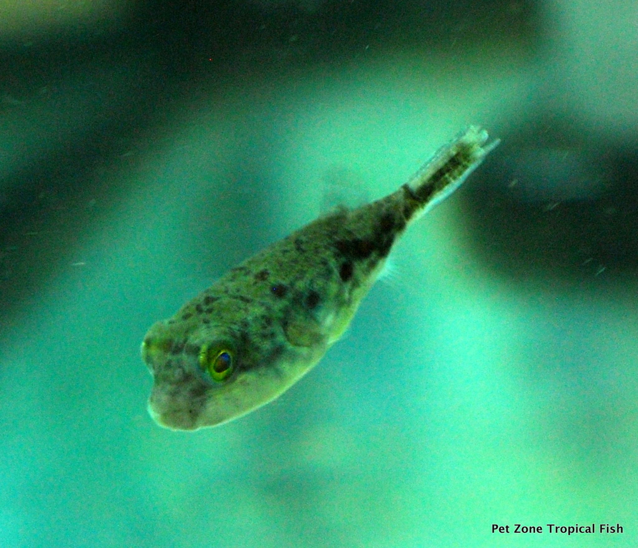 Fahaka Puffer