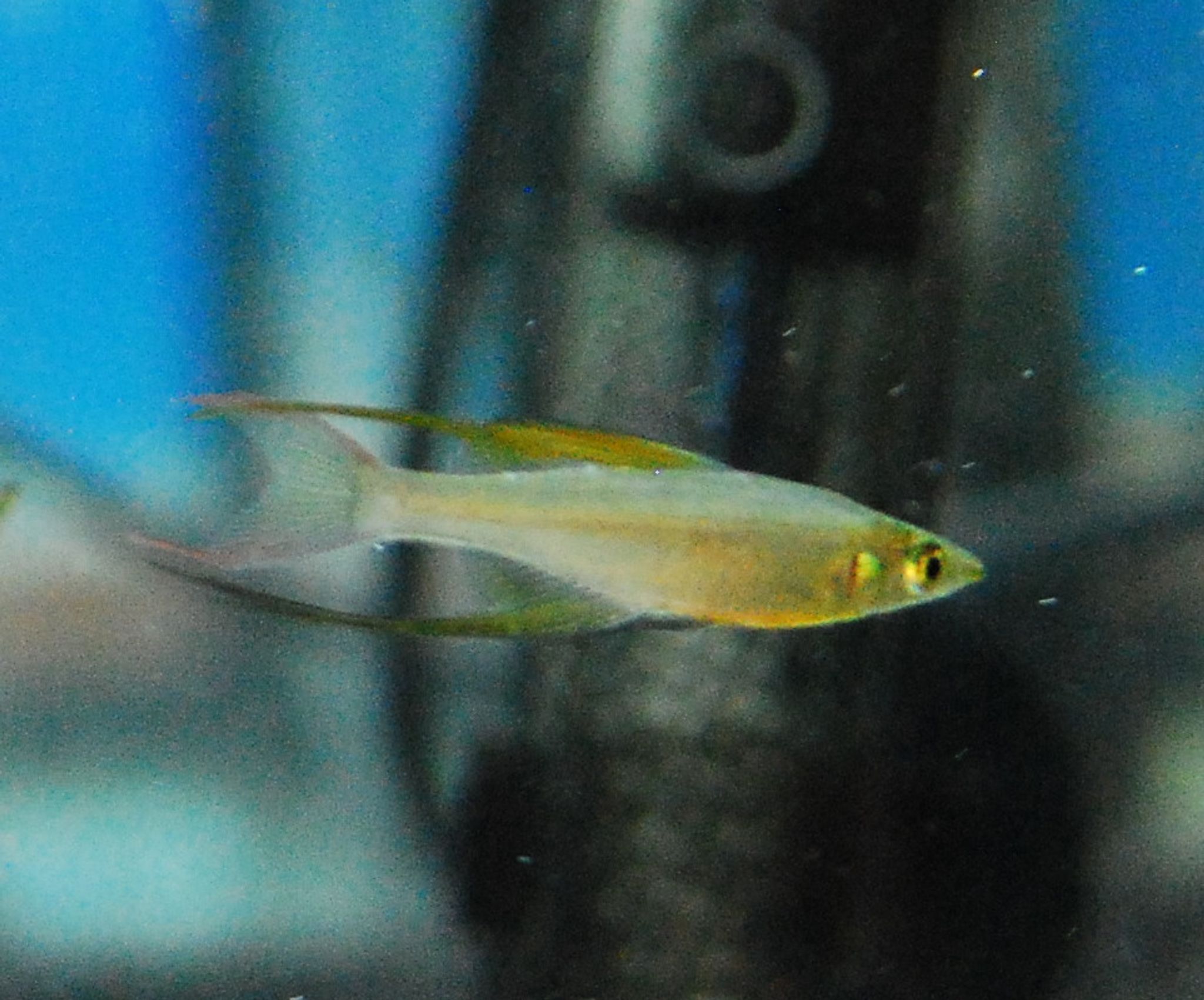 Featherfin Rainbowfish (Threadfin Rainbow)