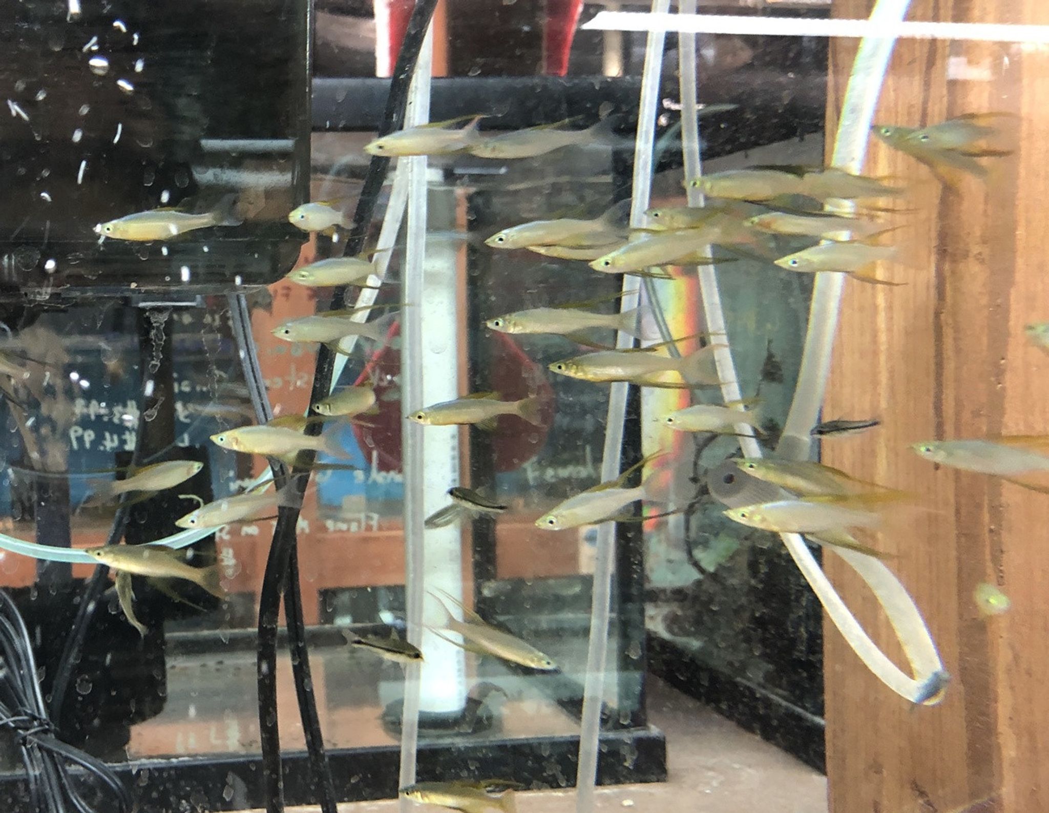 Featherfin Rainbowfish (Threadfin Rainbow)