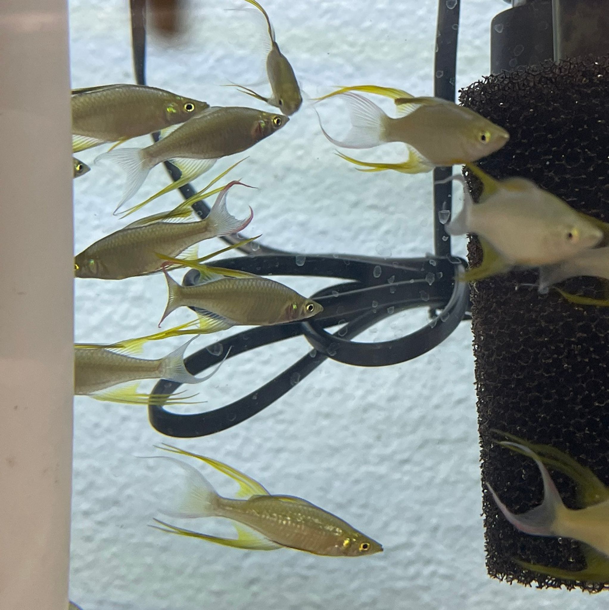 Featherfin Rainbowfish (Threadfin Rainbow)