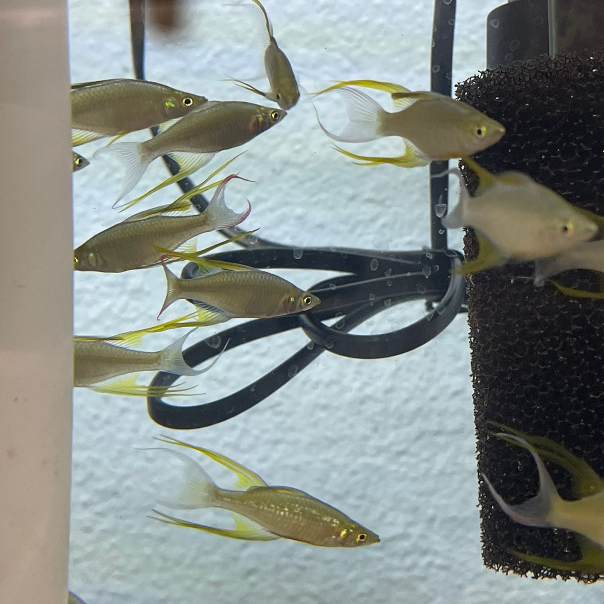 Featherfin Rainbowfish (Threadfin Rainbow)