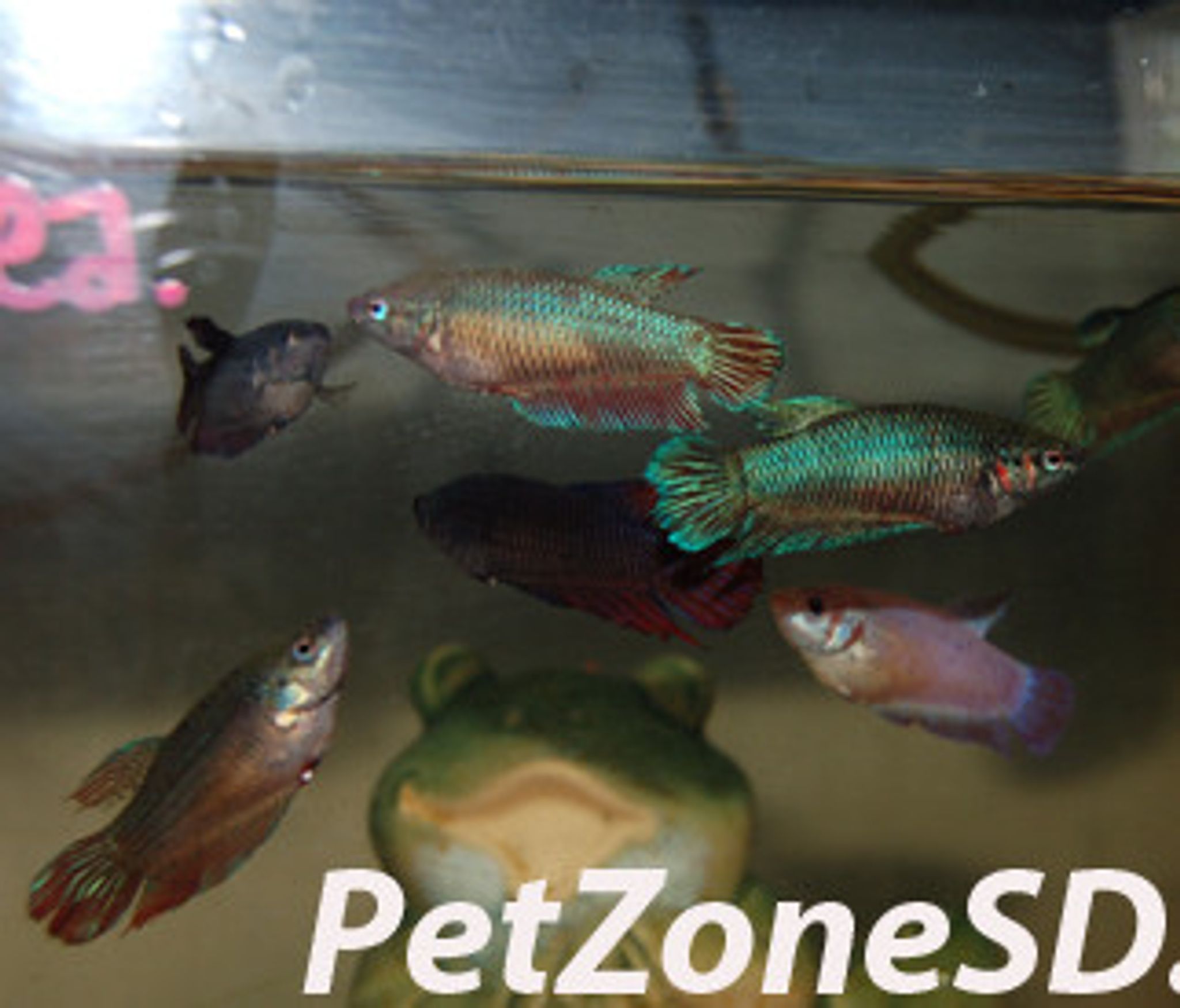 Female Betta - Assorted