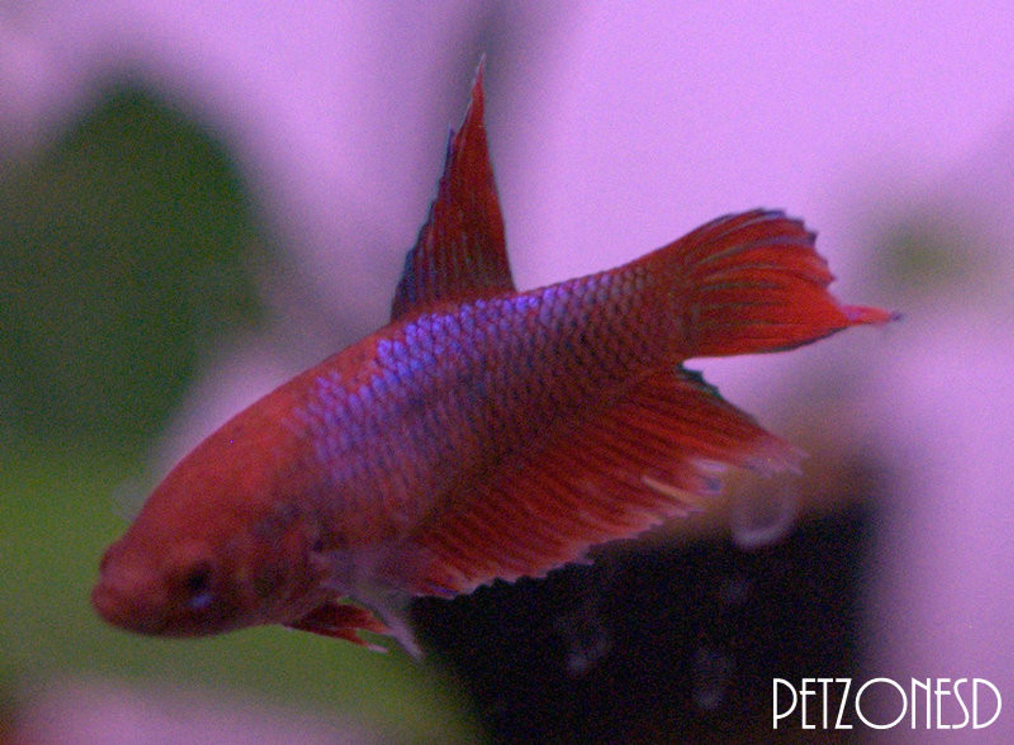 Female Betta - Assorted