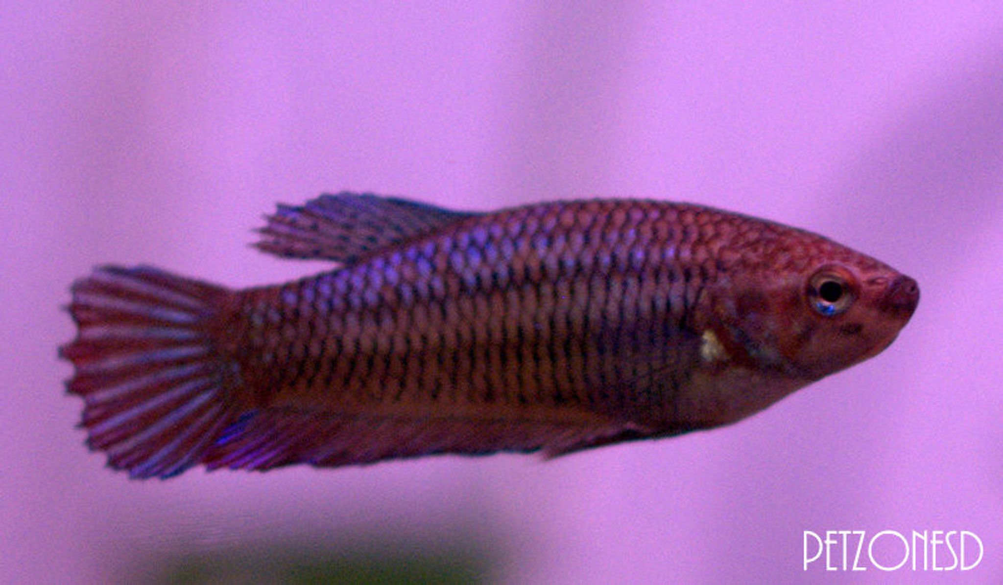 Female Betta - Assorted