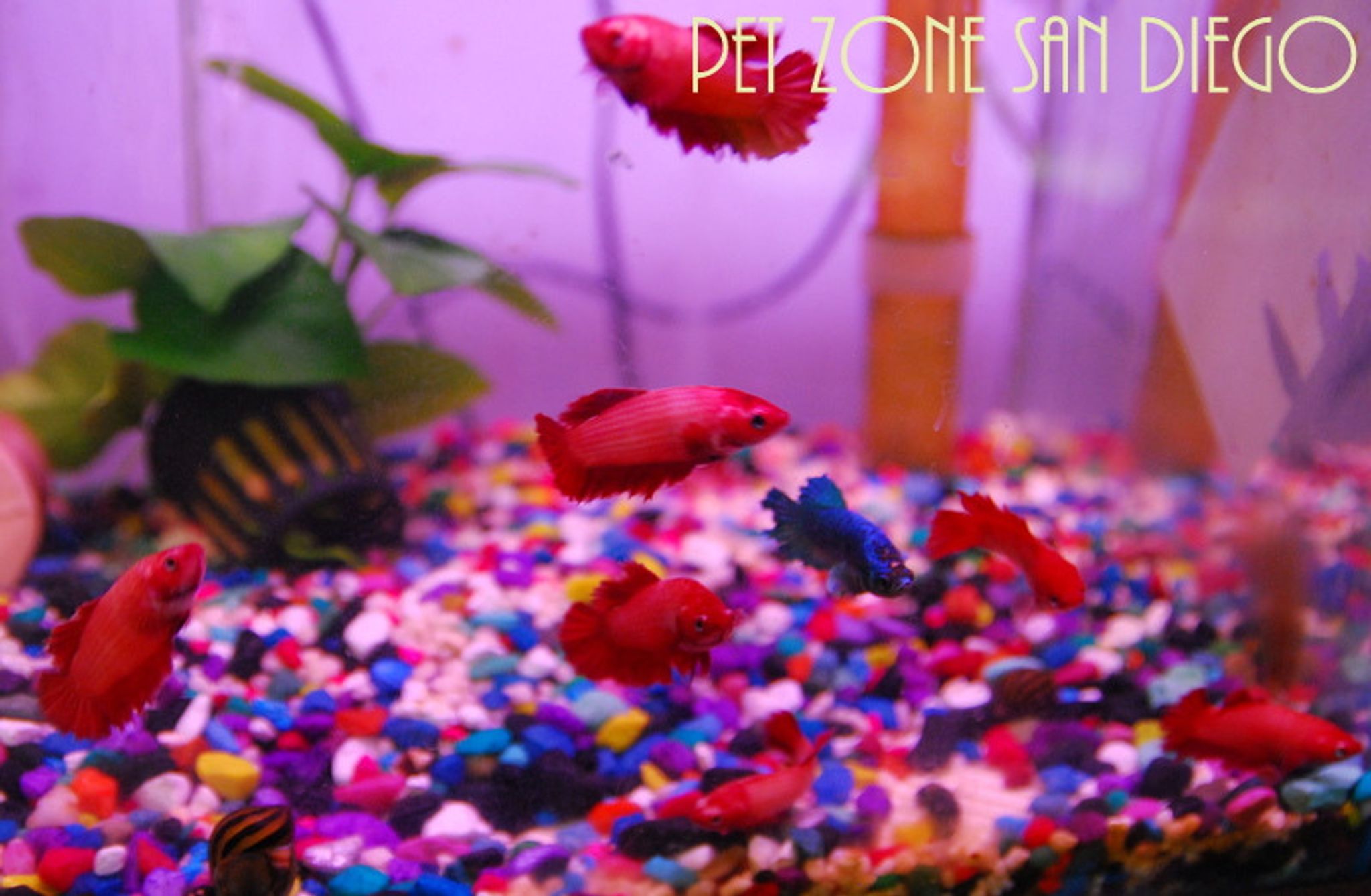Female Halfmoon Betta