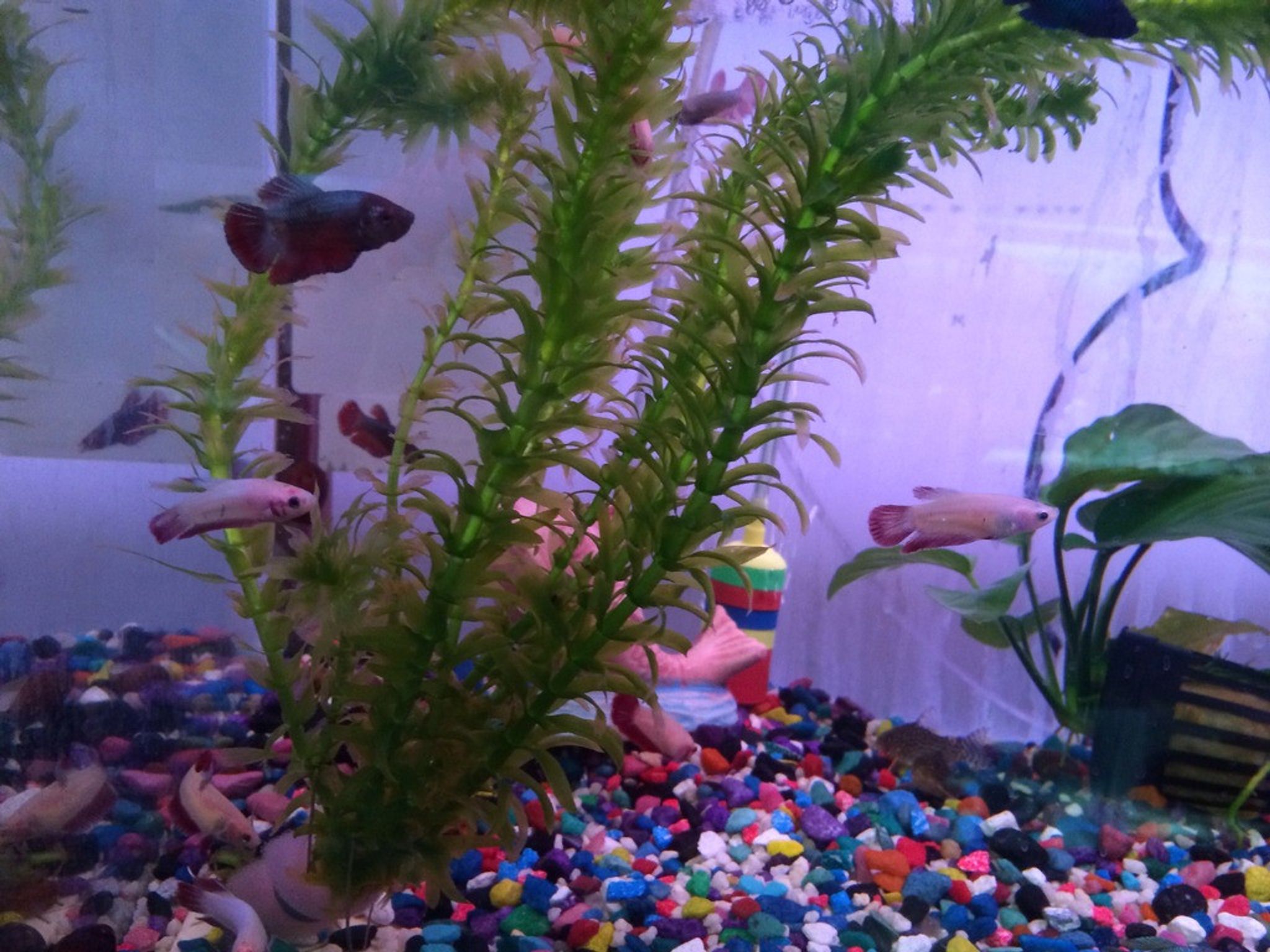Female Halfmoon Betta