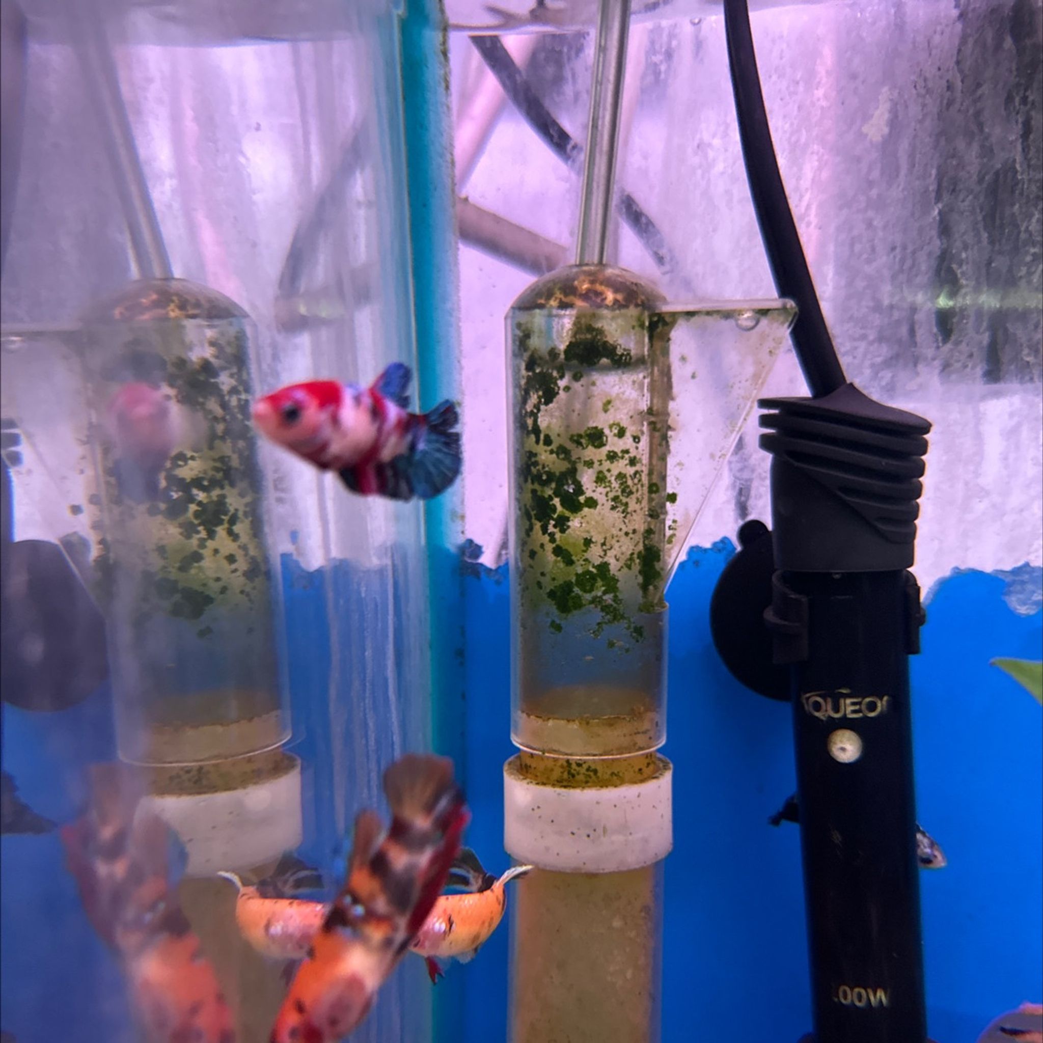 Female Koi Betta