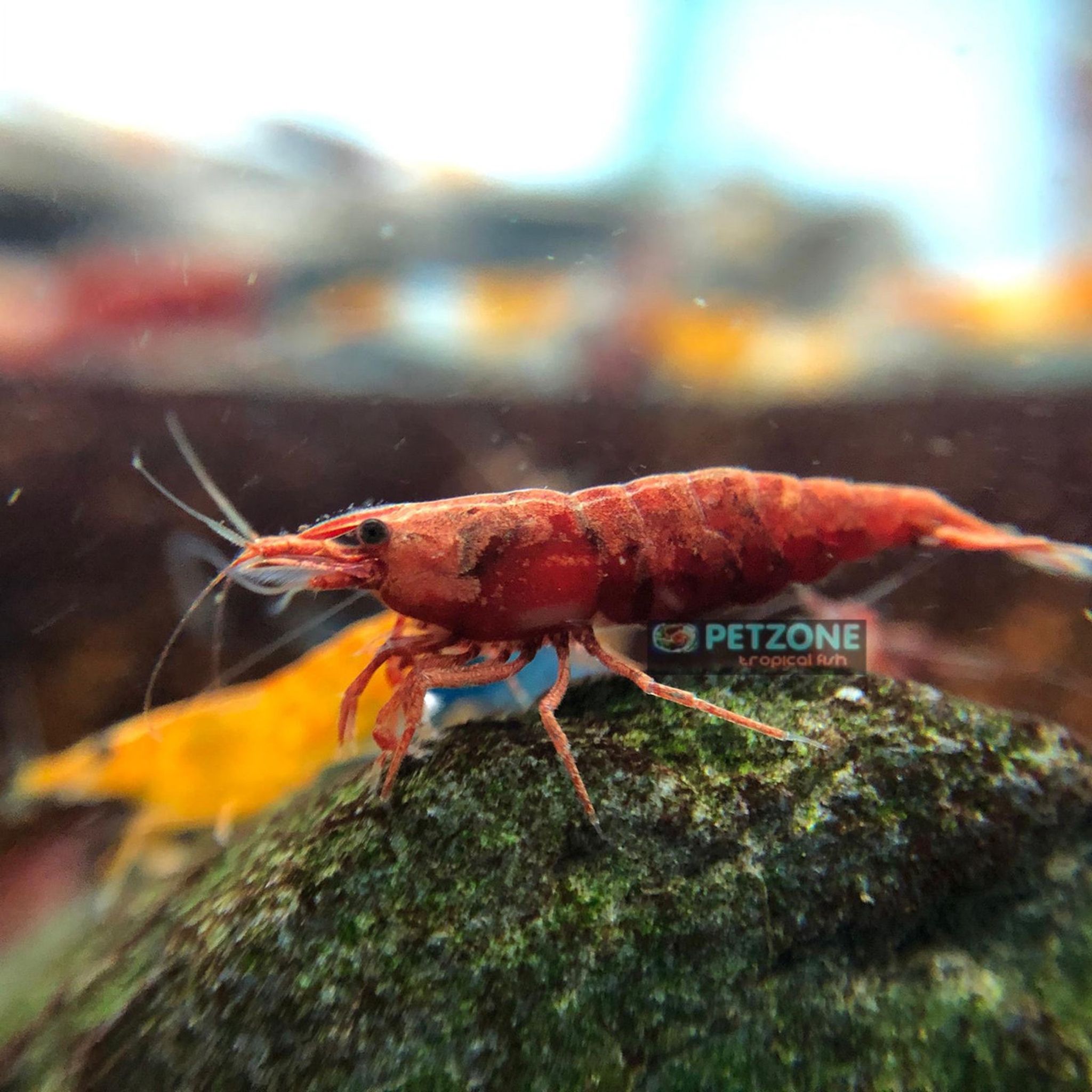 Fire Red Shrimp