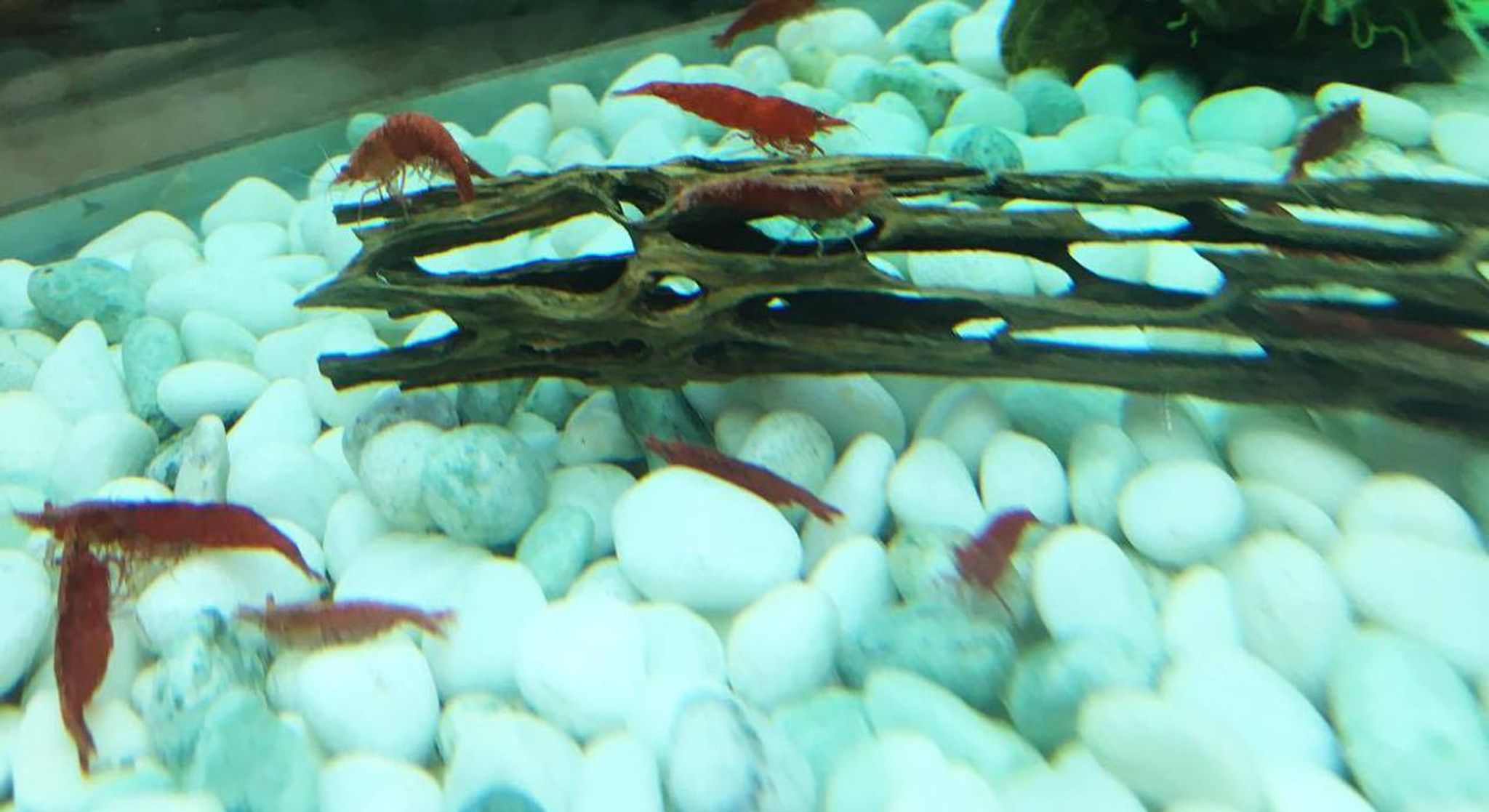 Fire Red Shrimp