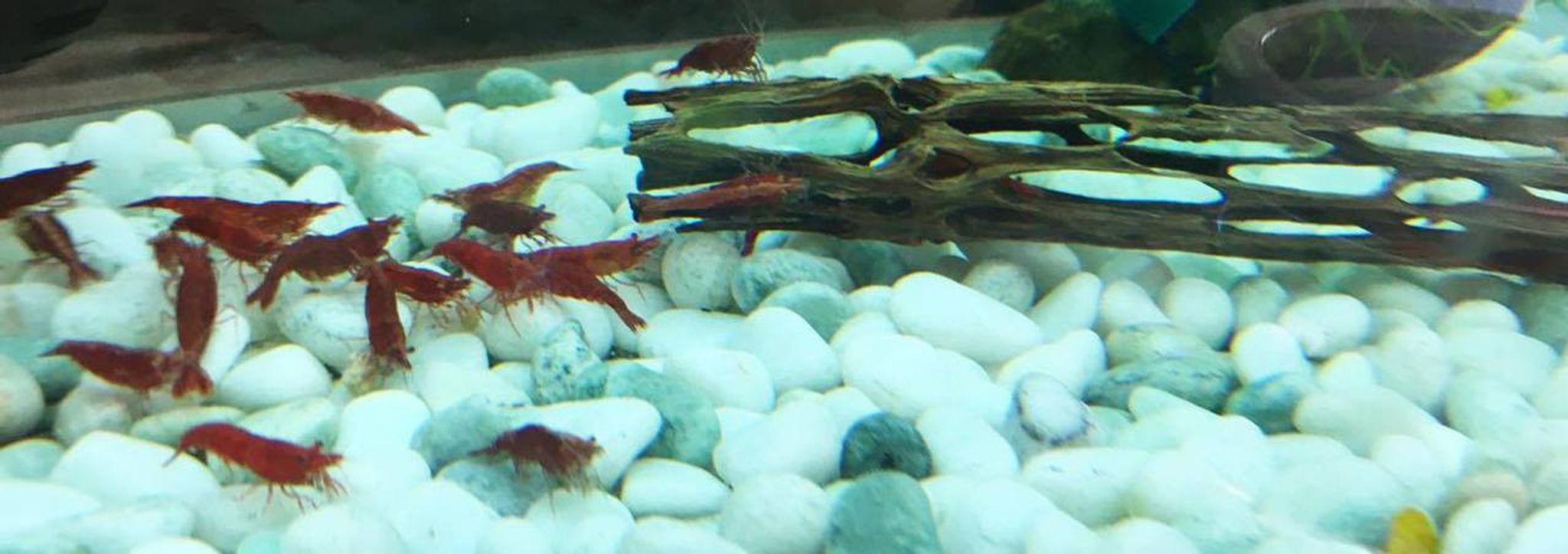 Fire Red Shrimp