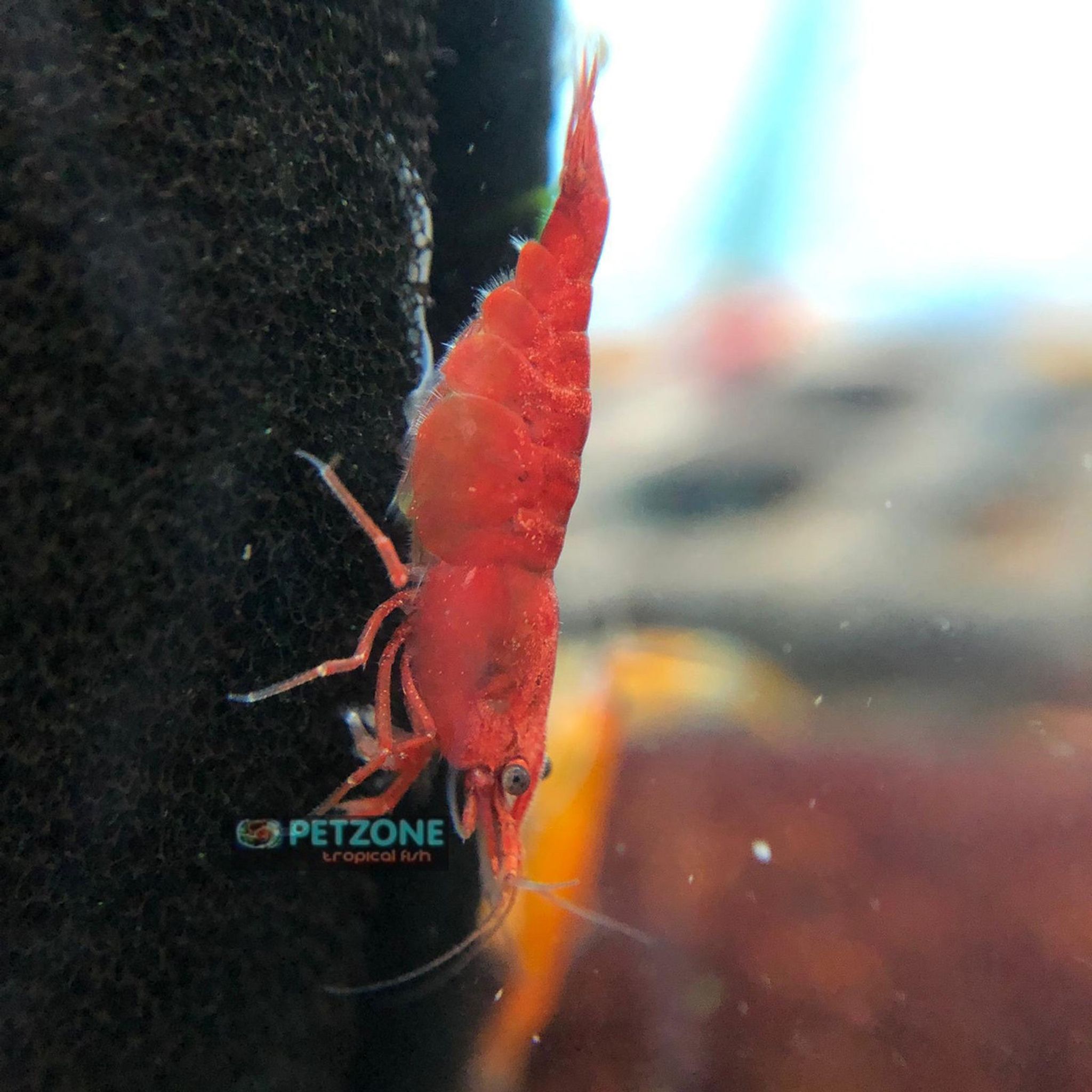 Fire Red Shrimp