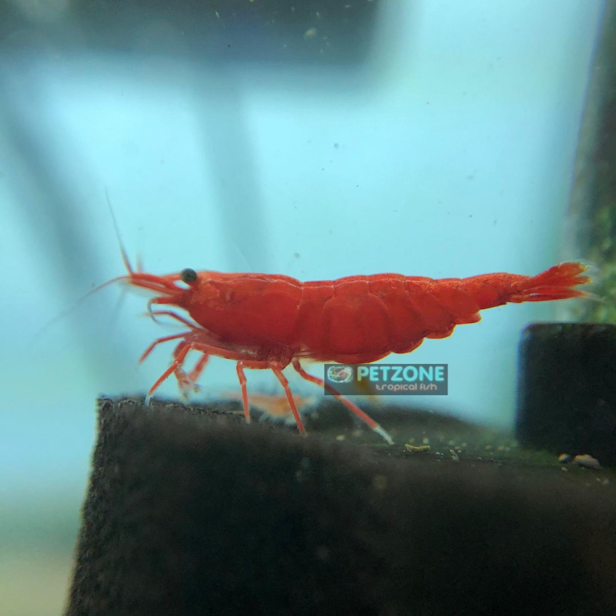 Fire Red Shrimp