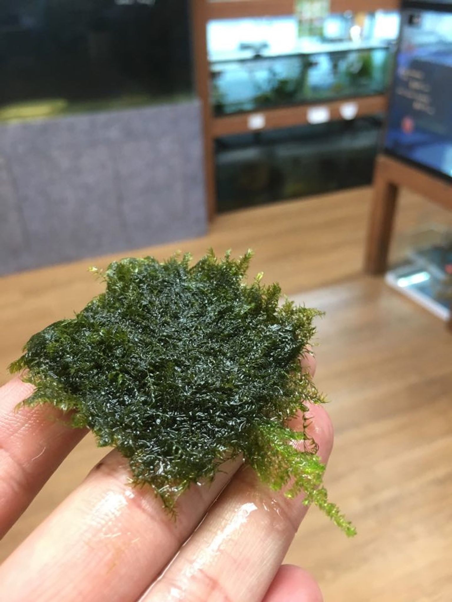 Fissidens Fontanus