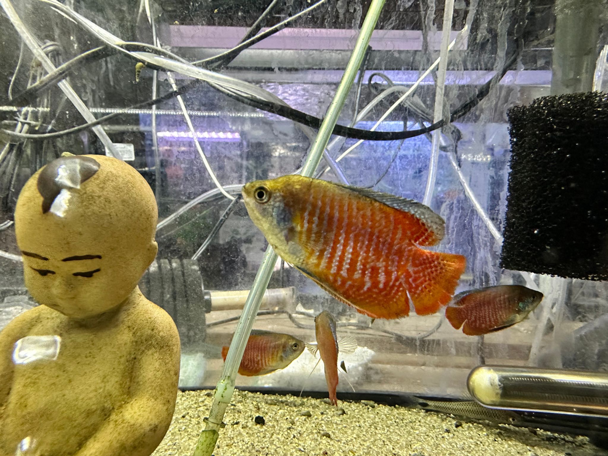Flame Dwarf Gourami