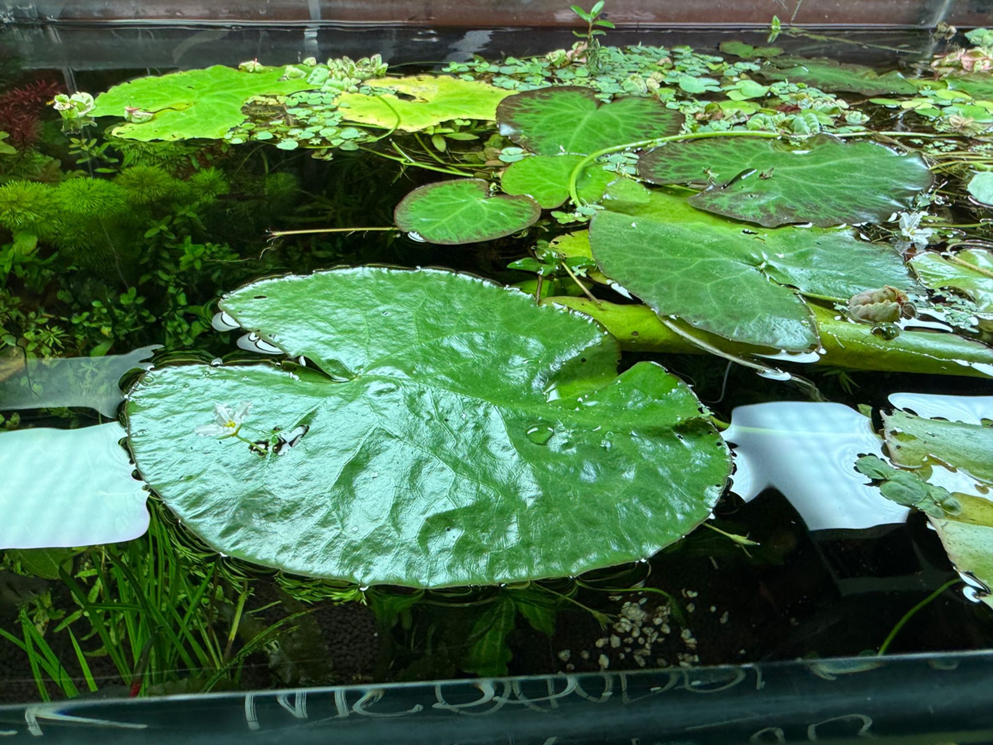 Floating Water Heart Lily - White Flowering (Nymphoides cordata)