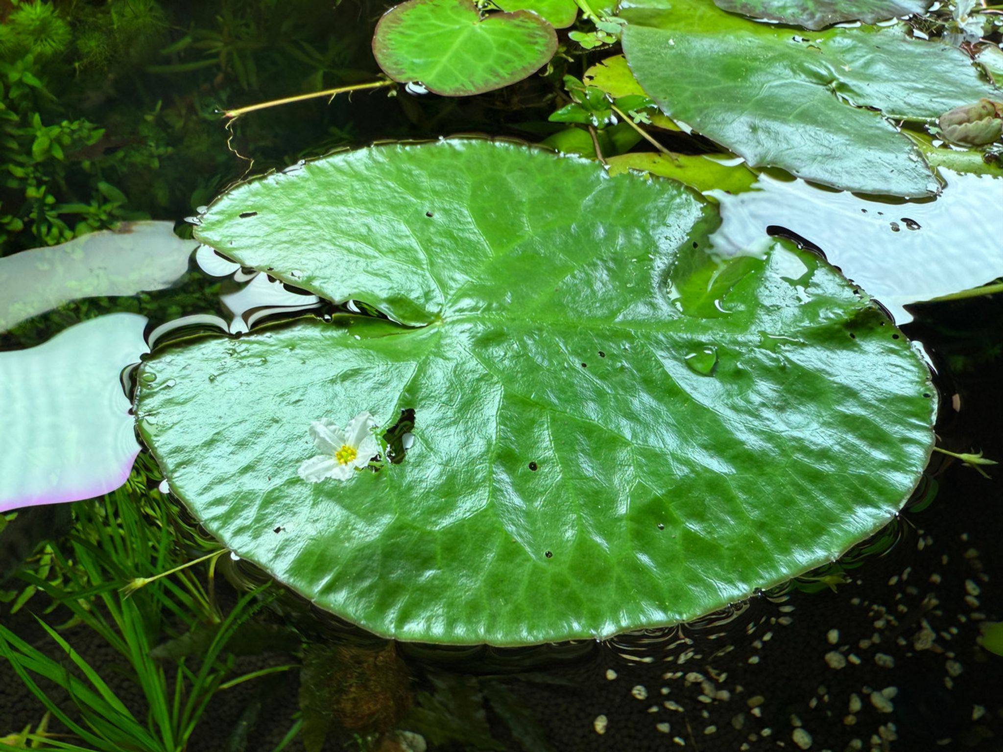 Floating Water Heart Lily - White Flowering (Nymphoides cordata)
